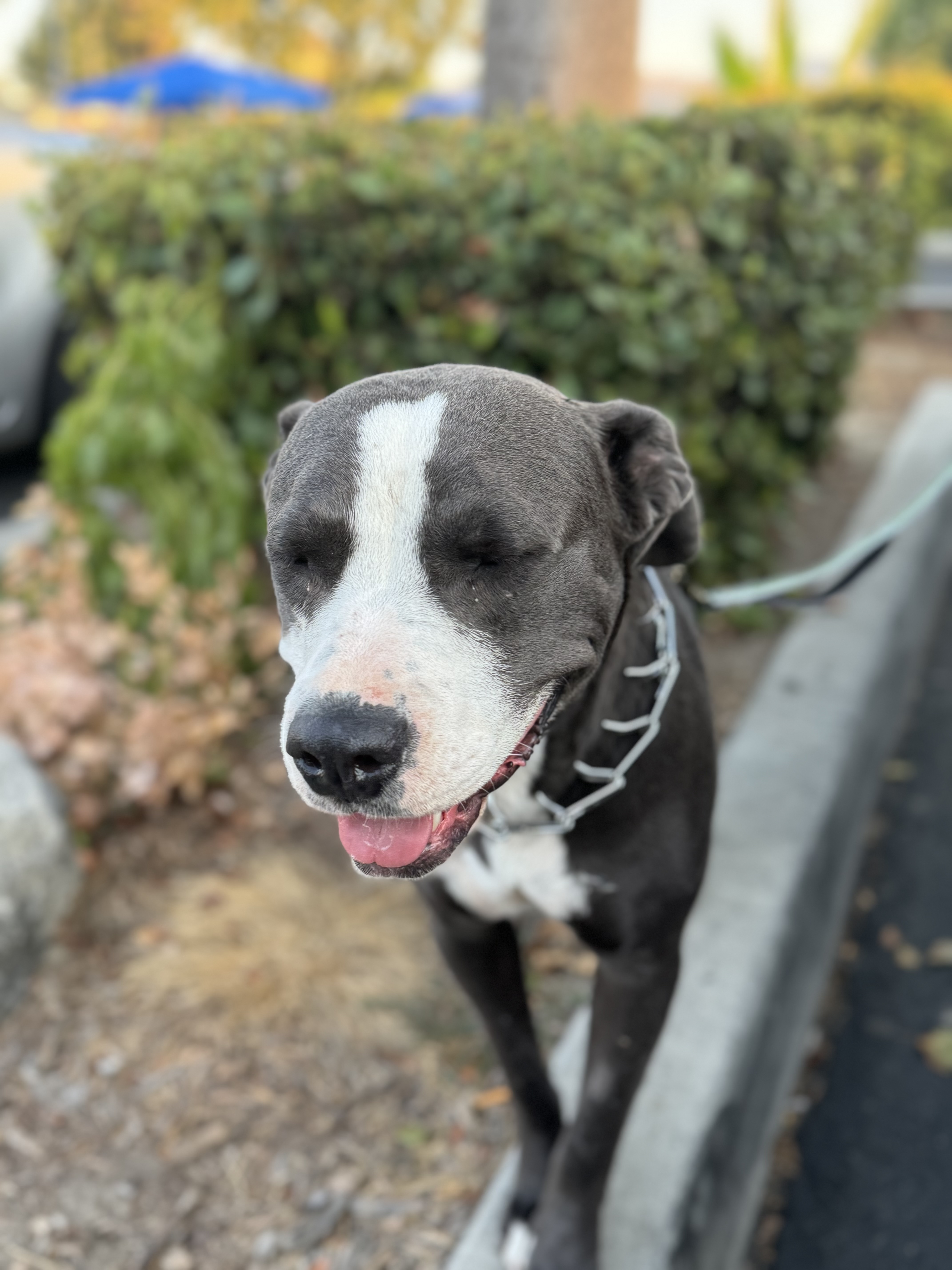 Lady, a Adoptable mixed breed in Hesperia, CA image 5/6