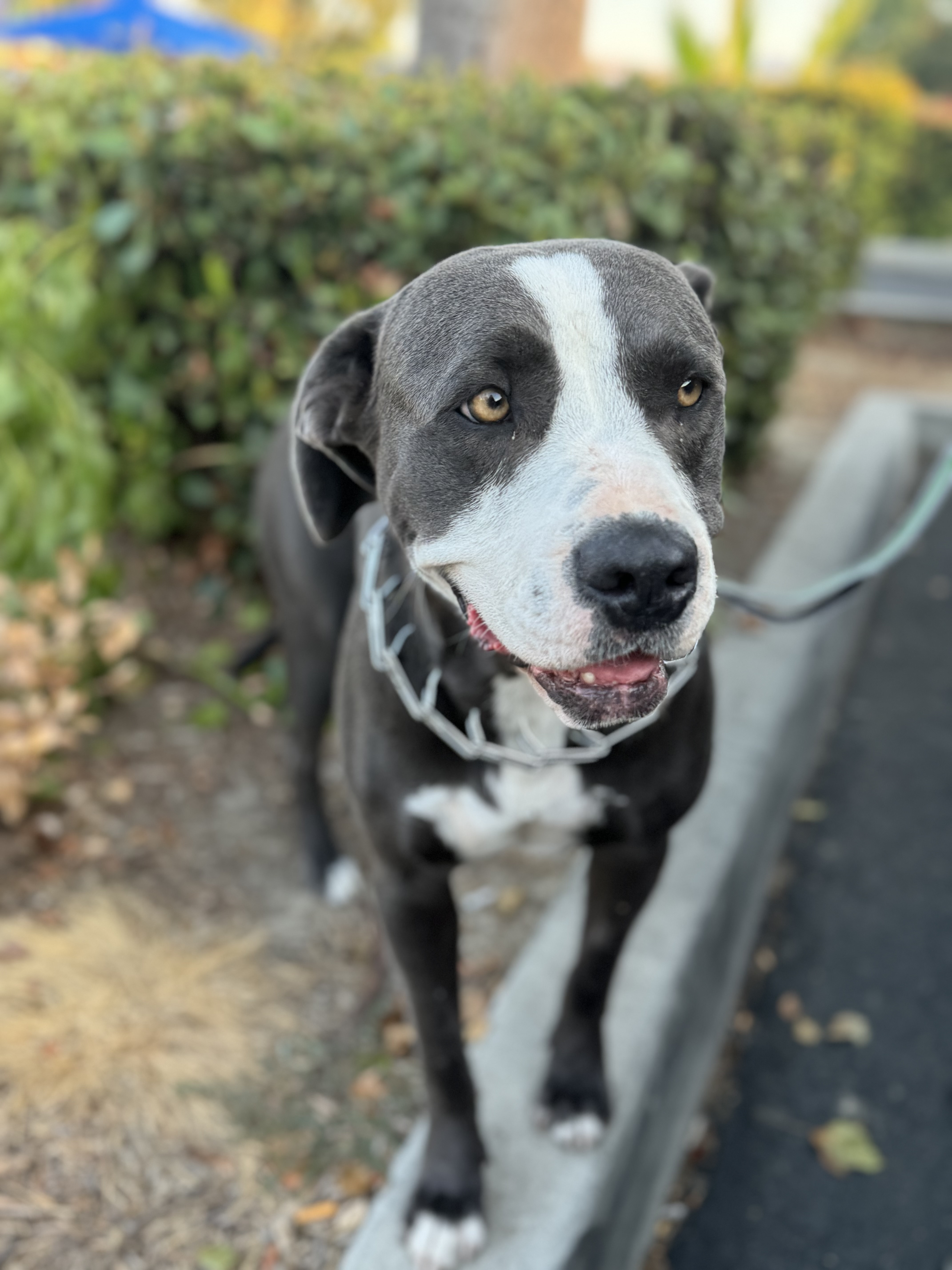 Lady, a Adoptable mixed breed in Hesperia, CA image 6/6