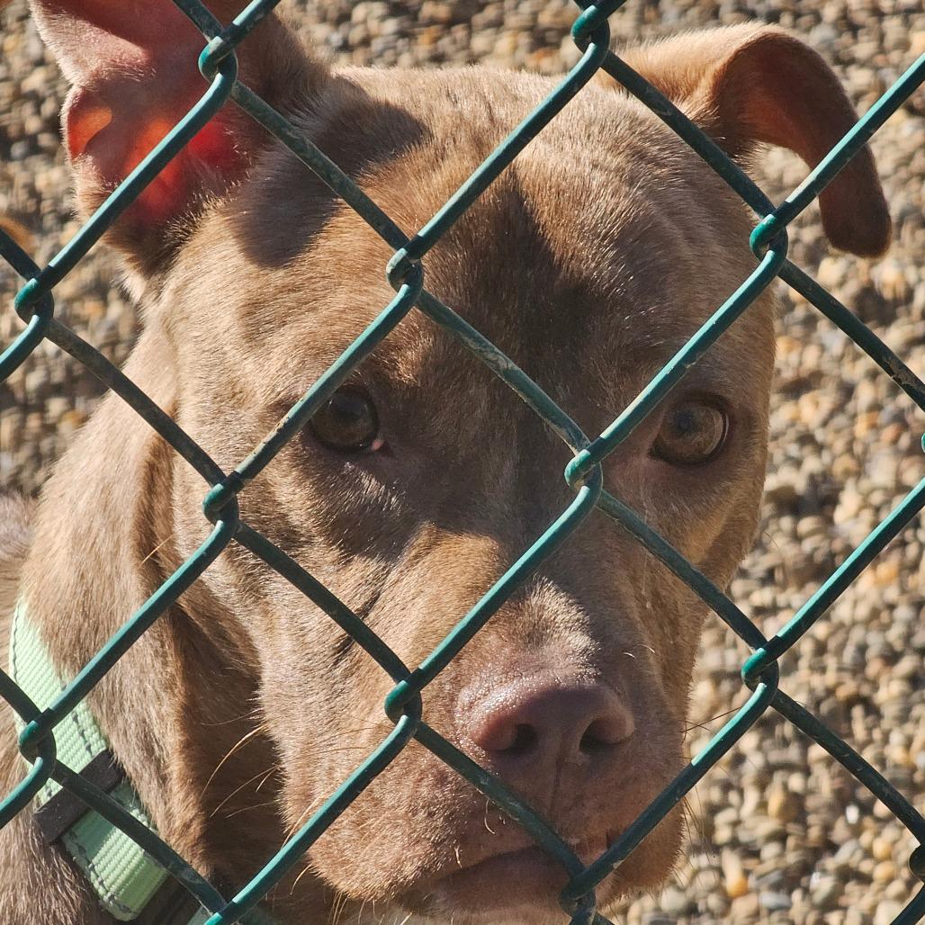 Enlarge Bisquick, a Adoptable mixed breed in Novelty, OH image 2/6