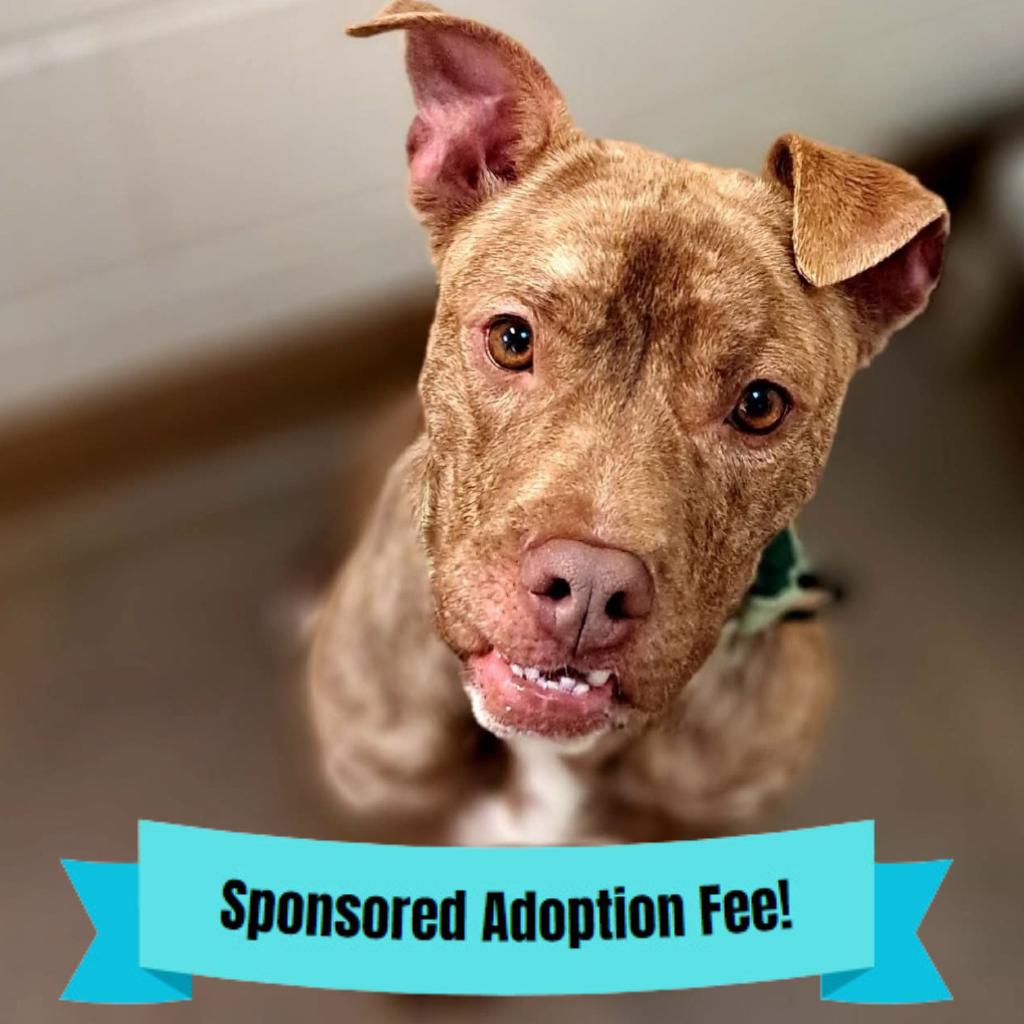 Enlarge Bisquick, a Adoptable mixed breed in Novelty, OH image 6/6