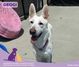 Deogi, Adoptable, Young Female German Shepherd Dog.