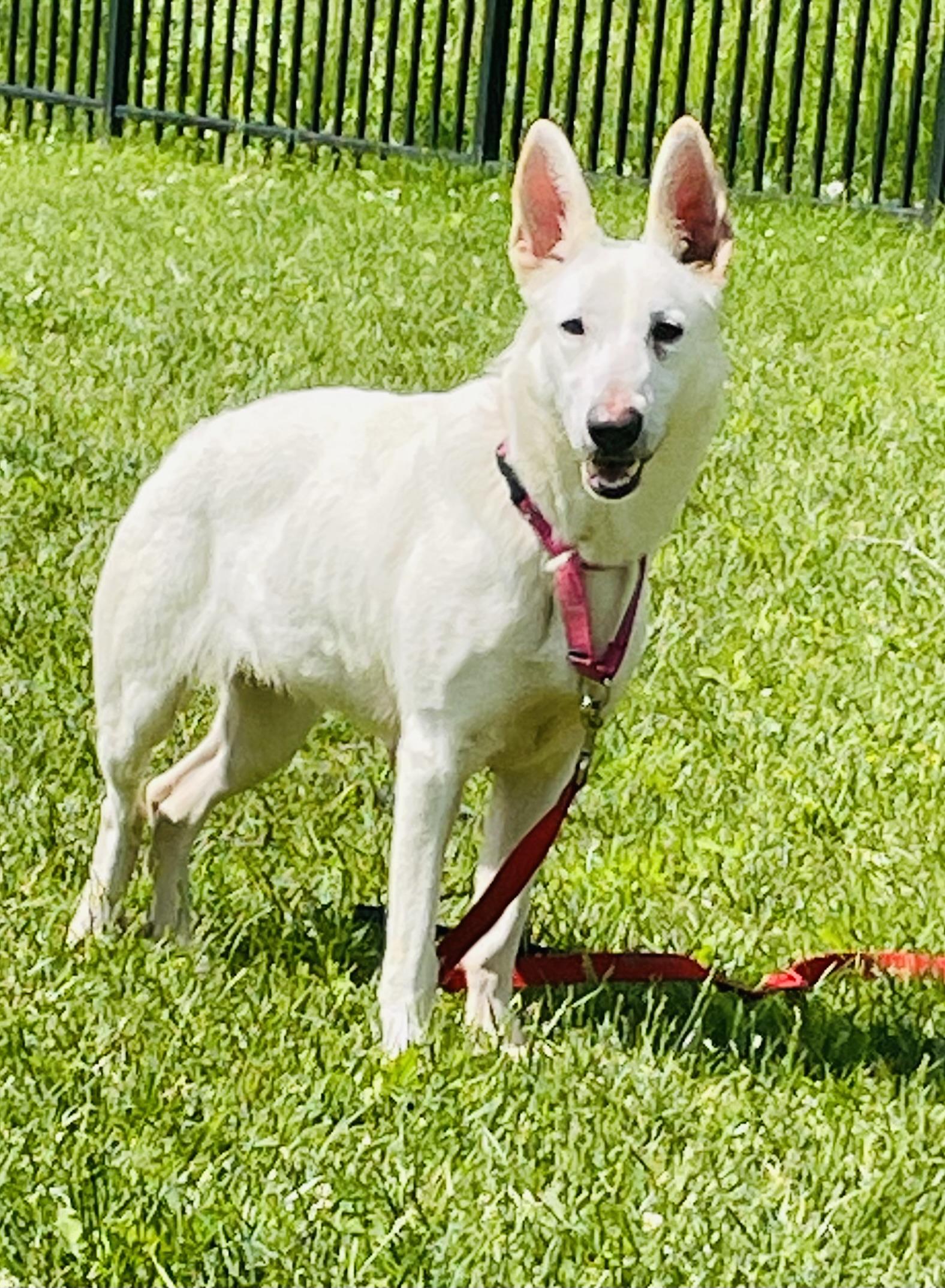 Deogi, a Adoptable German Shepherd Dog in Eighty Four, PA image 2/2