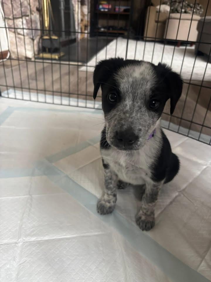 Enlarge Spex, a Adopted Australian Cattle Dog / Blue Heeler in Berlin, NJ image 1/3