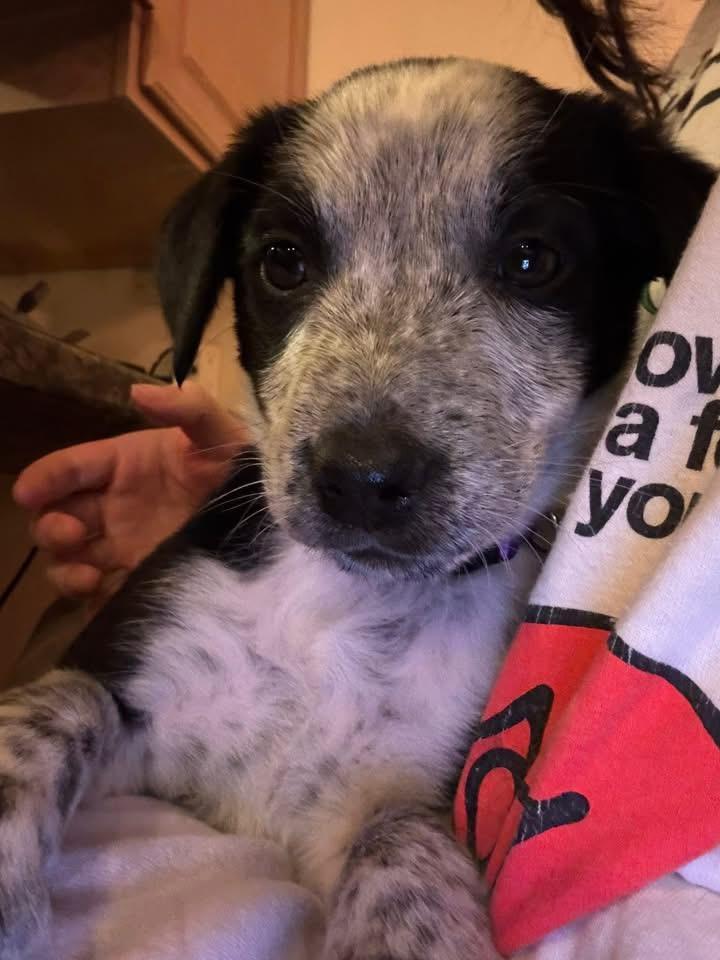 Enlarge Spex, a Adopted Australian Cattle Dog / Blue Heeler in Berlin, NJ image 2/3