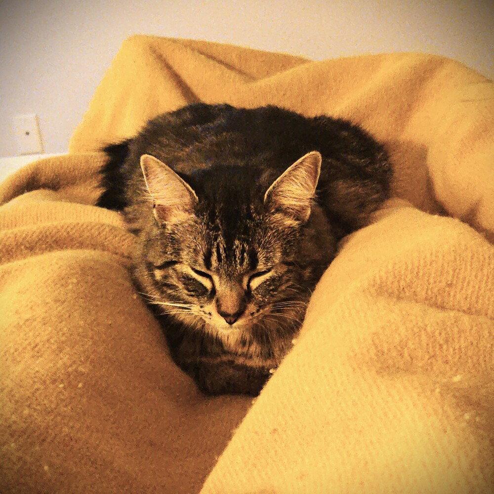 Misters, a Adoptable Domestic Short Hair in Candler, NC image 1/3