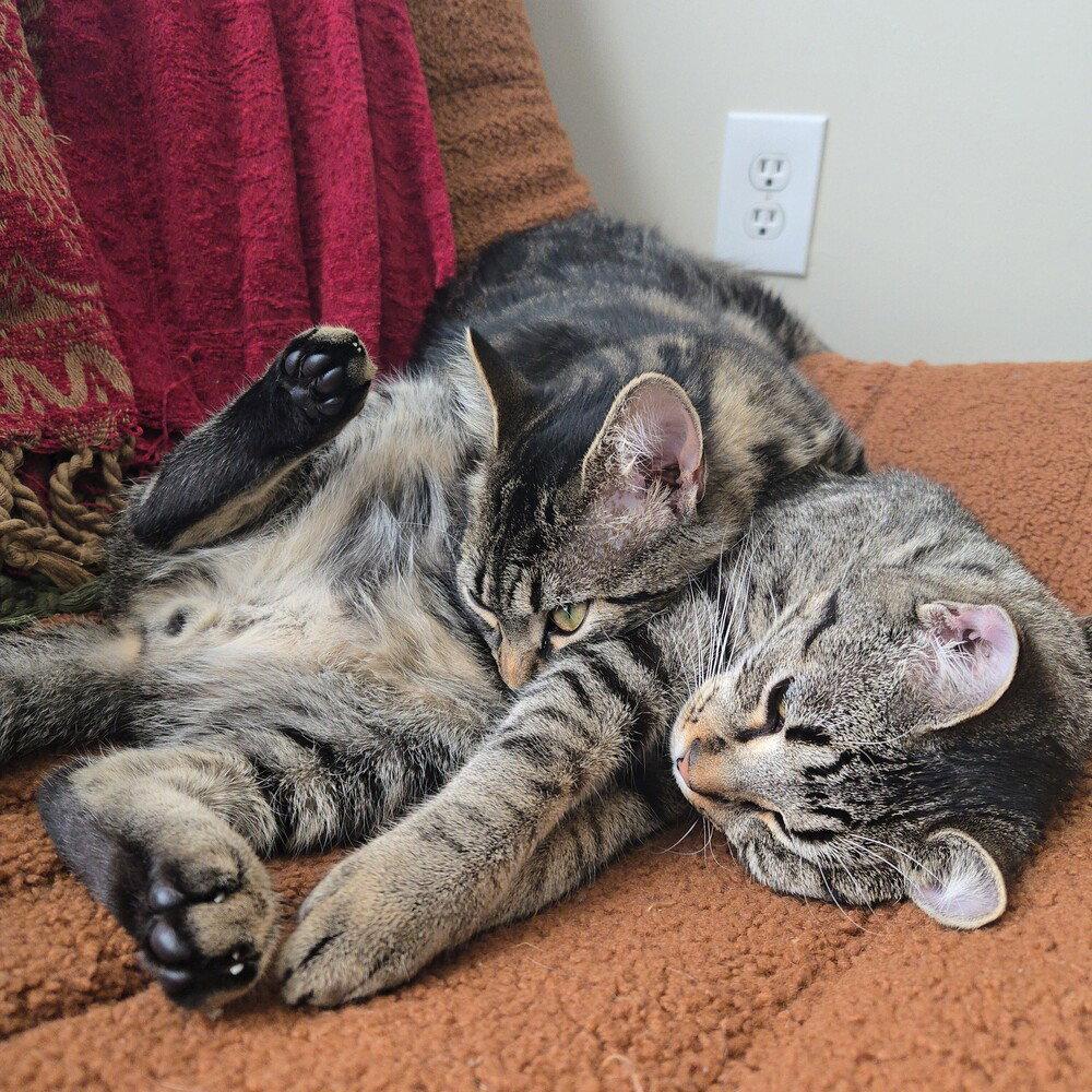 Misters, a Adoptable Domestic Short Hair in Candler, NC image 2/3