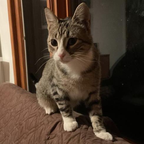 Jax & Jace, a Adoptable mixed breed in Waverly, IA image 2/6