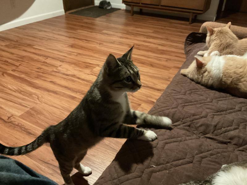 Jax & Jace, a Adoptable mixed breed in Waverly, IA image 4/6