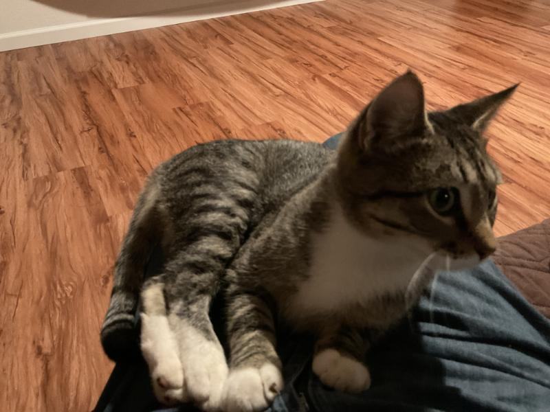 Jax & Jace, a Adoptable mixed breed in Waverly, IA image 5/6