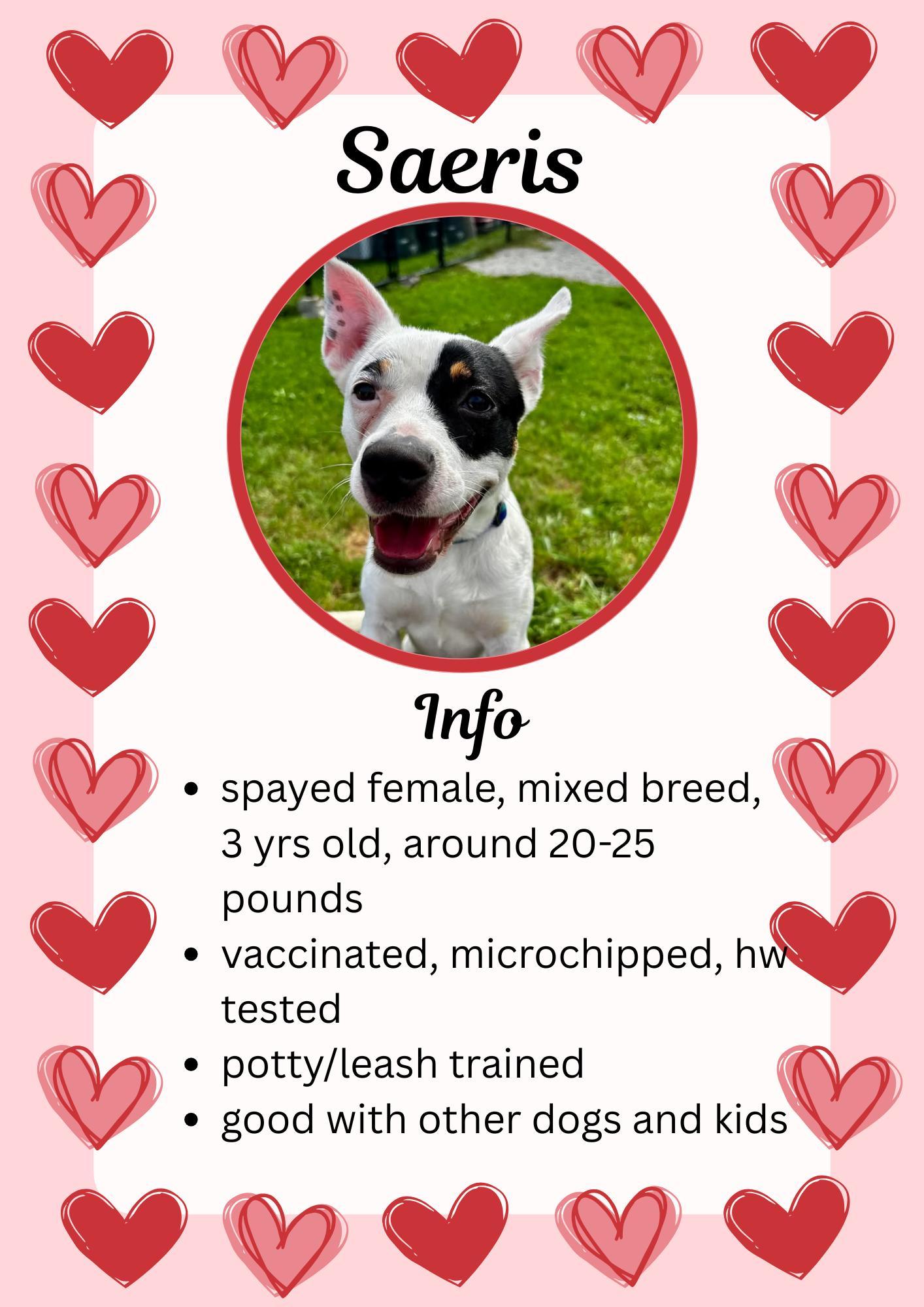 Saeris, ADOPTABLE, Young Female Mixed Breed.