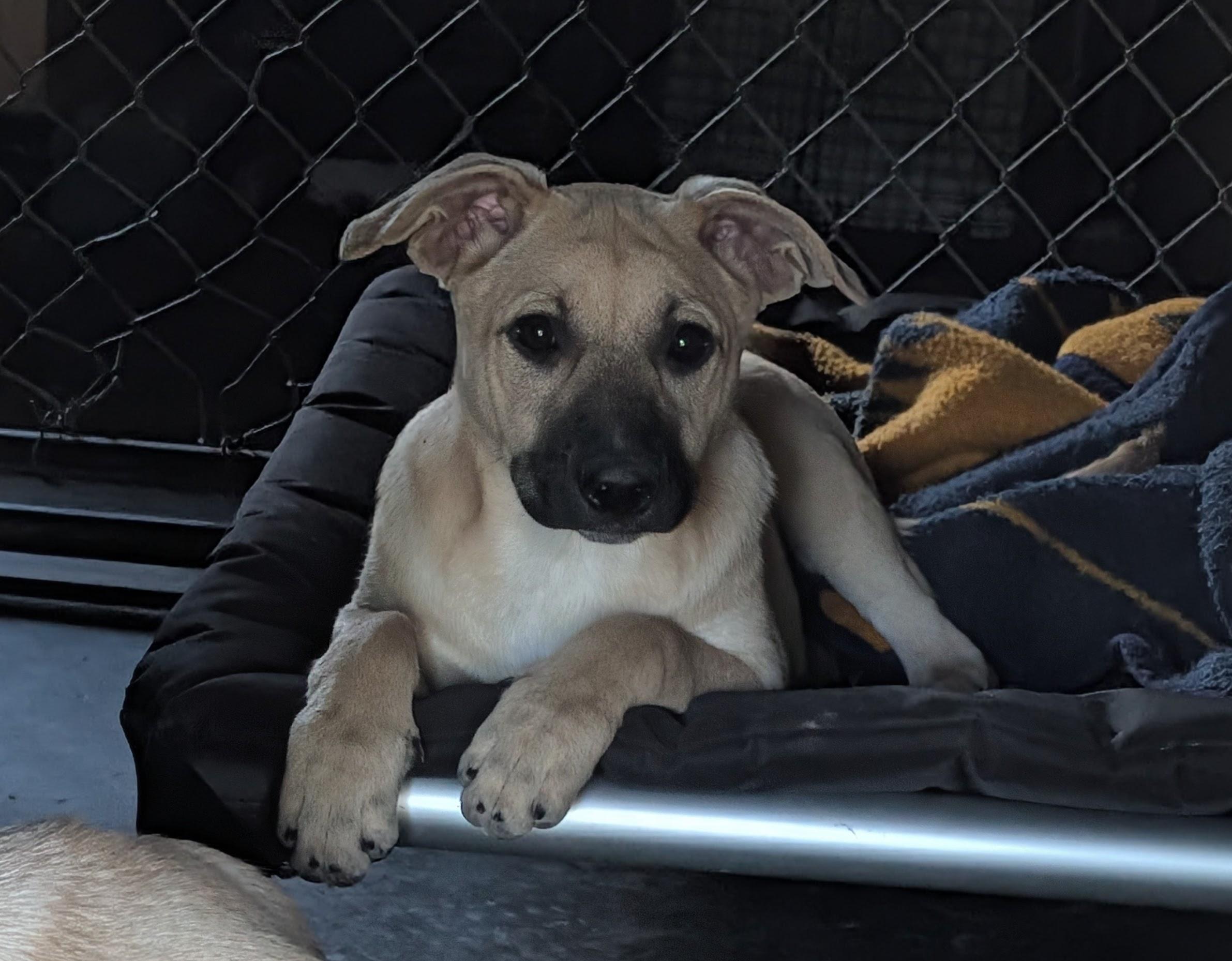 Enlarge Peach, an adopted Mixed Breed in Bella Vista, AR image 1/1