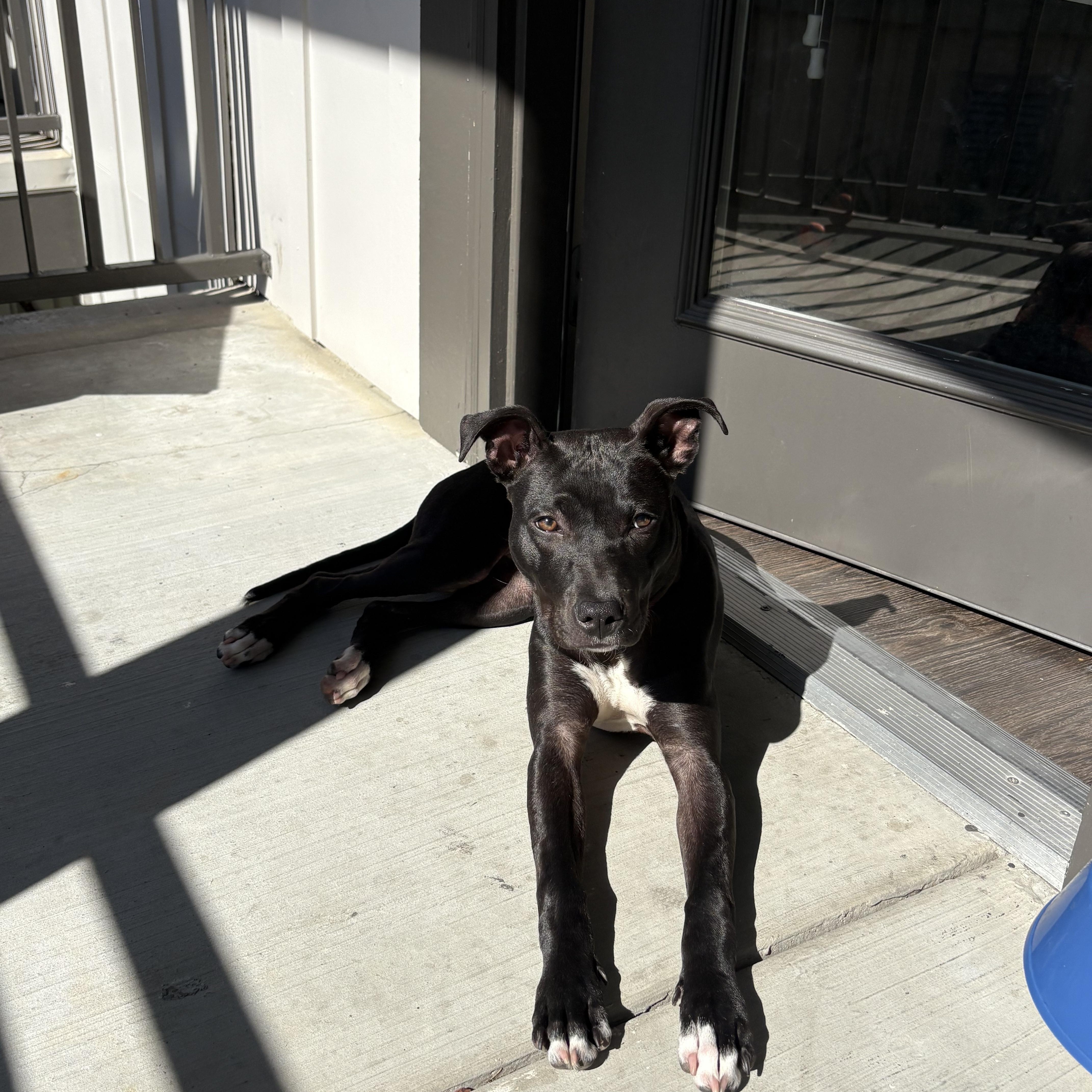 Enlarge Poppy (157045) , an adopted Pit Bull Terrier in Baton Rouge, LA image 1/4