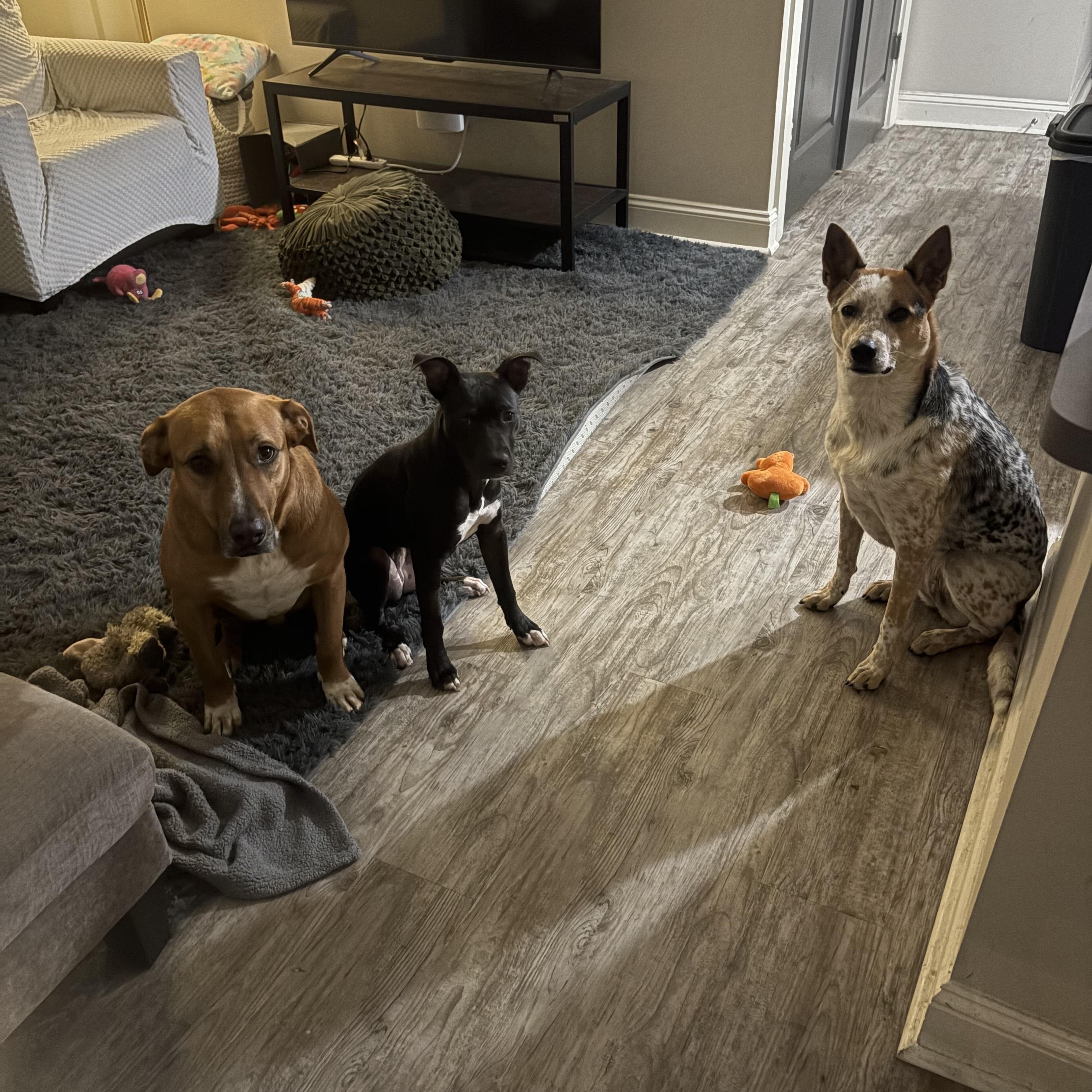 Enlarge Poppy (157045) , an adopted Pit Bull Terrier in Baton Rouge, LA image 2/4