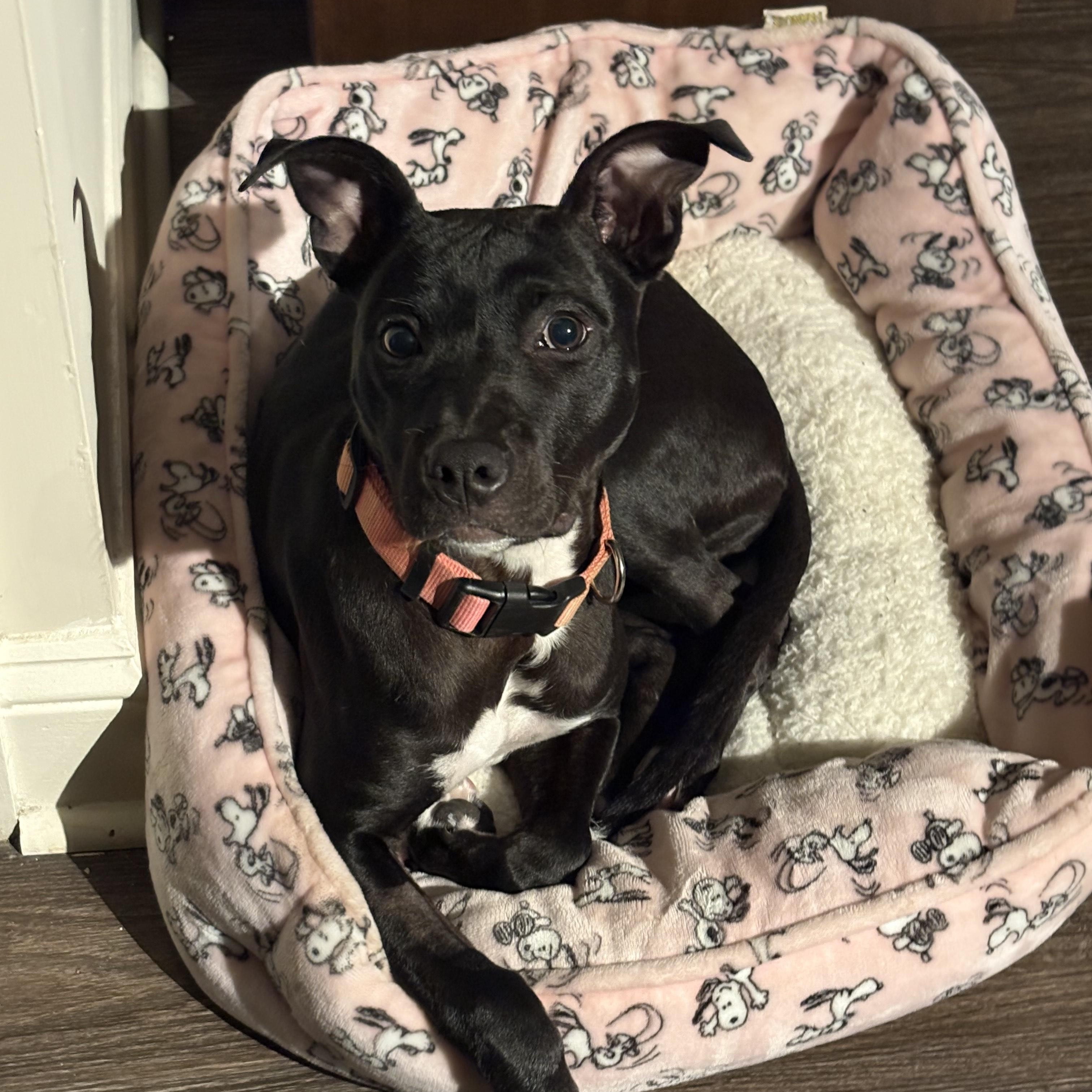 Enlarge Poppy (157045) , an adopted Pit Bull Terrier in Baton Rouge, LA image 3/4