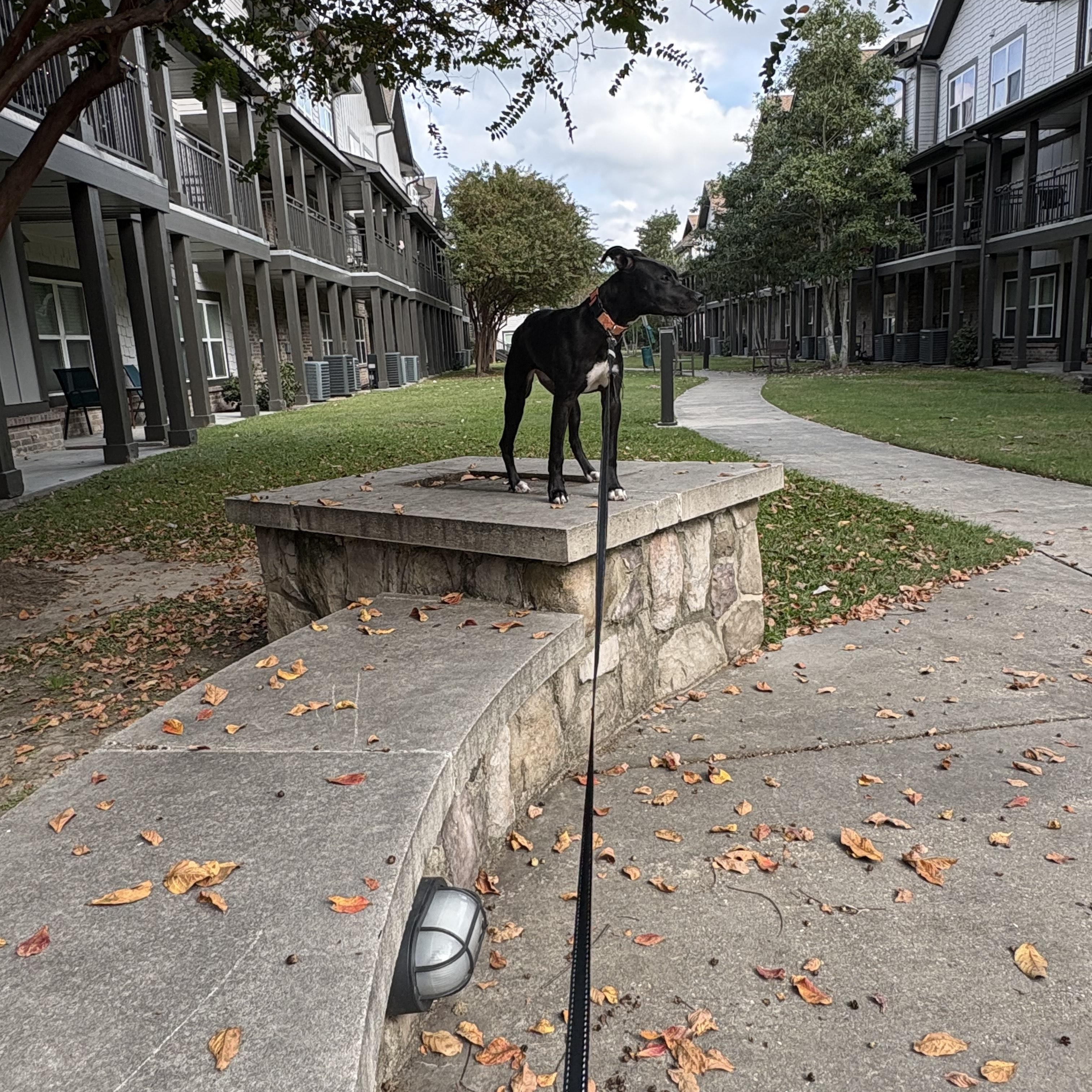 Enlarge Poppy (157045) , an adopted Pit Bull Terrier in Baton Rouge, LA image 4/4