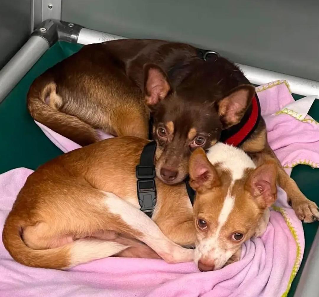Kylo & Deke, adopted, Adult Male Chihuahua & Miniature Pinscher.