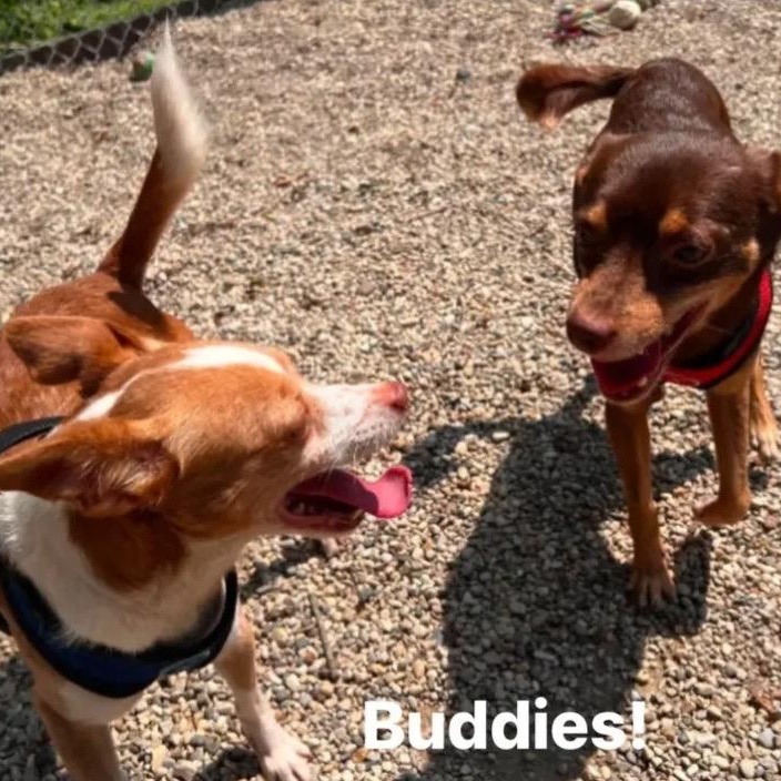 Enlarge Kylo & Deke, an adopted mixed breed in Marseilles, IL image 2/2
