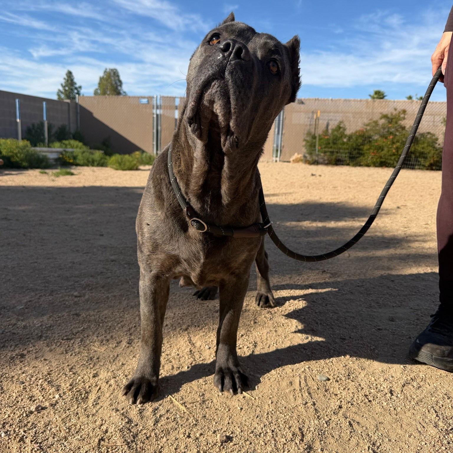 Enlarge Gloria, a Adoptable Cane Corso in Glendale, AZ image 2/3