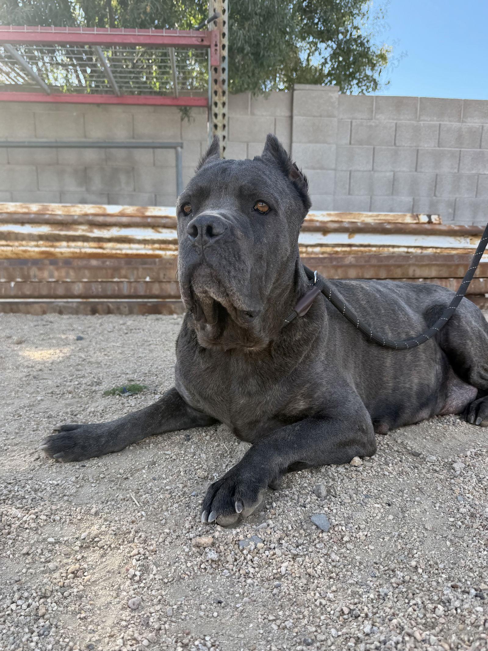 Enlarge Gloria, a Adoptable Cane Corso in Glendale, AZ image 3/3