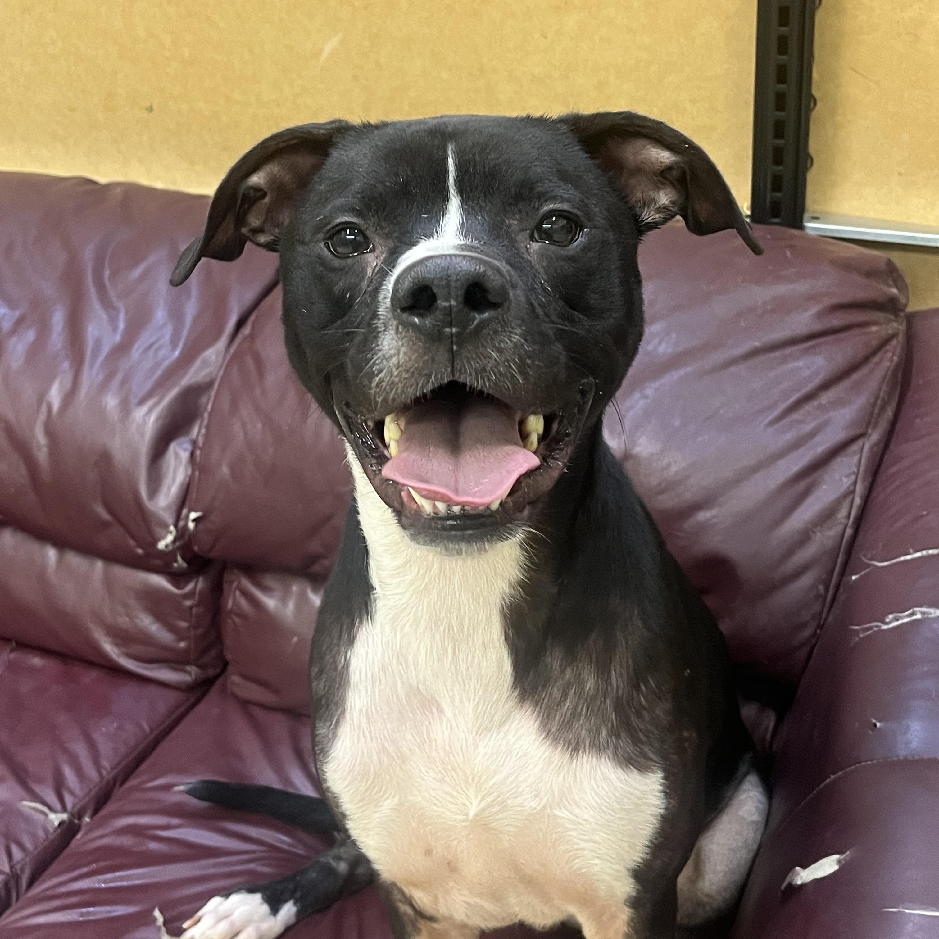 Enlarge Orlando, a Adoptable mixed breed in Muncie, IN image 3/5