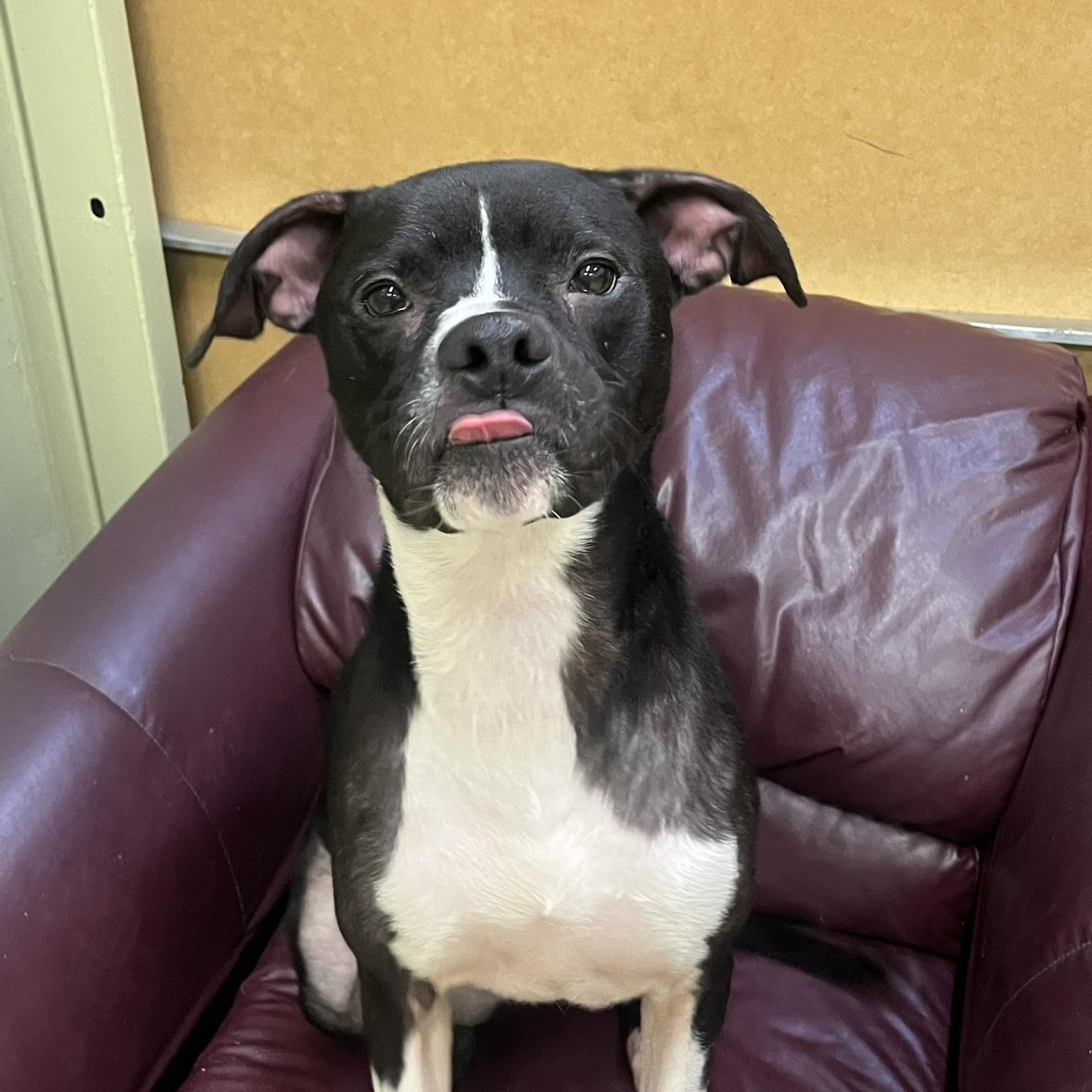 Orlando, Adoptable, Young Male Boxer.