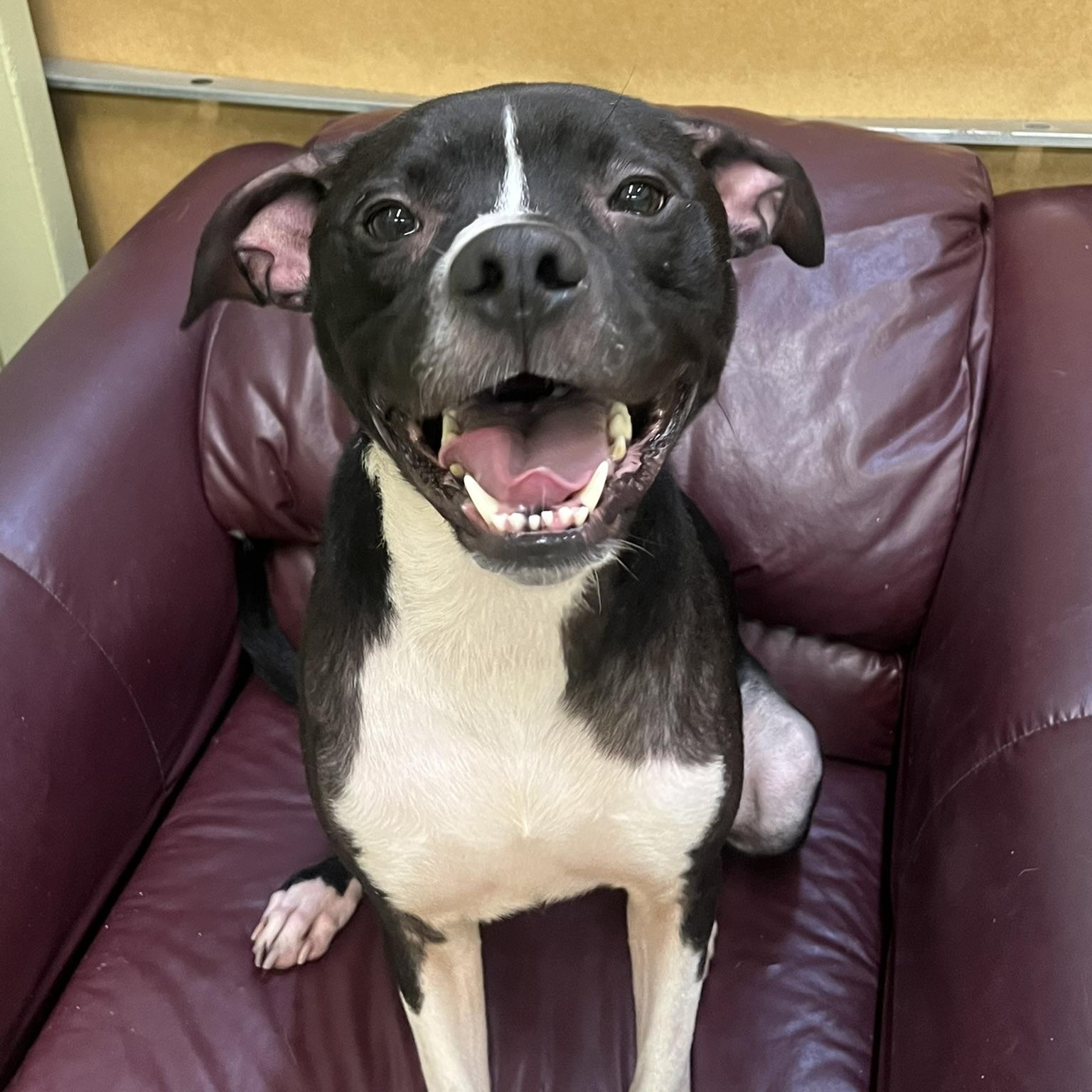 Enlarge Orlando, a Adoptable mixed breed in Muncie, IN image 2/5