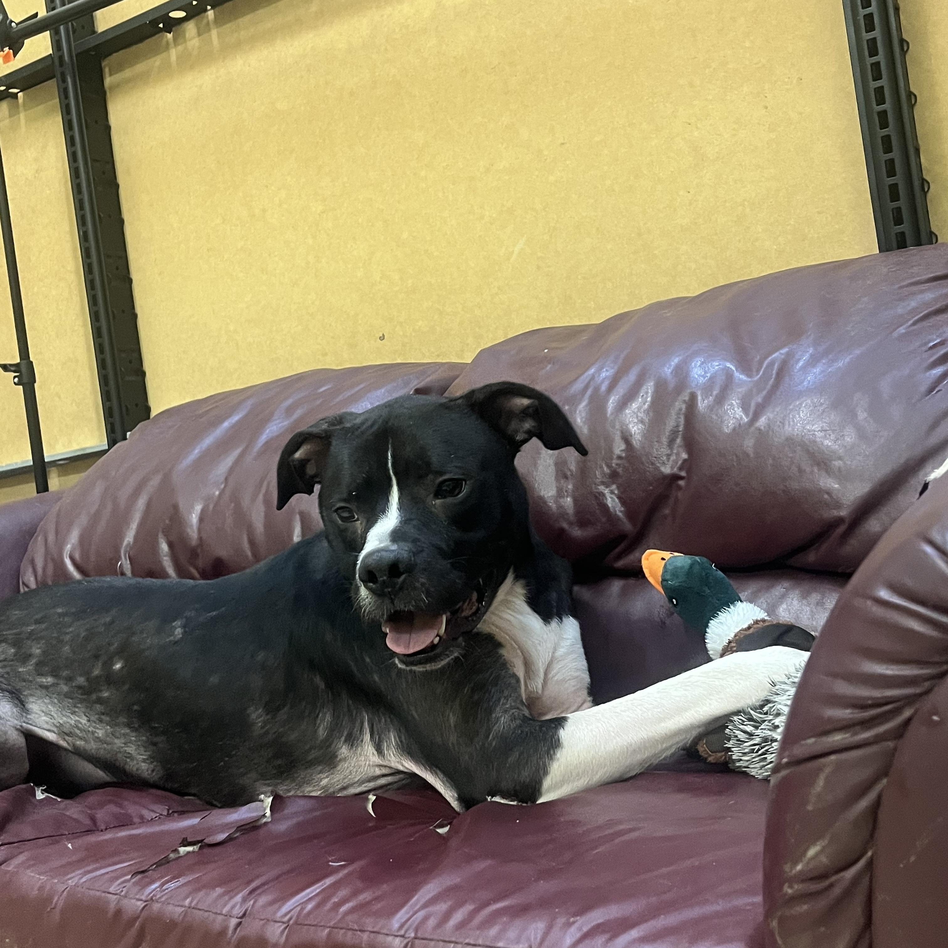 Enlarge Orlando, a Adoptable mixed breed in Muncie, IN image 4/5