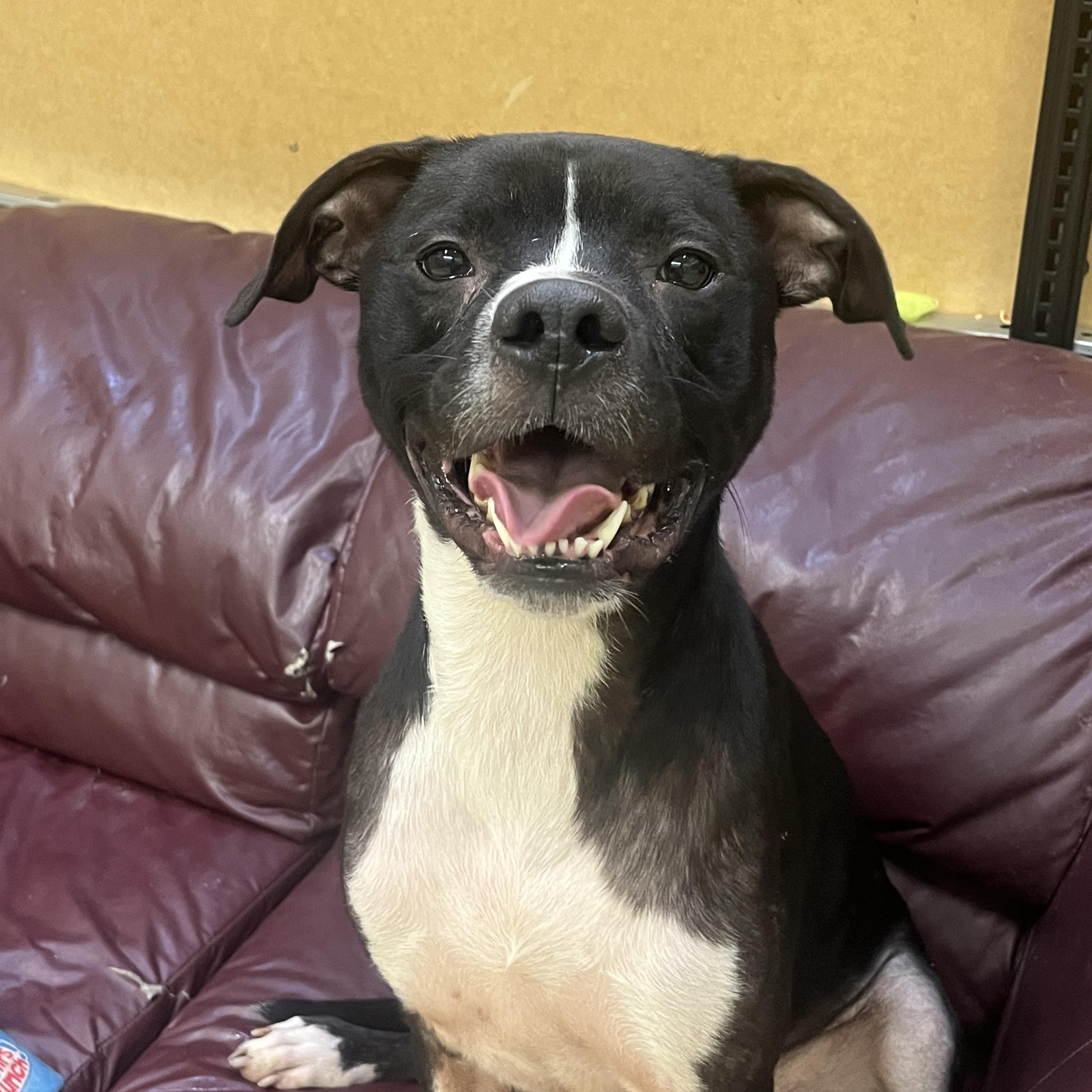 Enlarge Orlando, a Adoptable mixed breed in Muncie, IN image 5/5