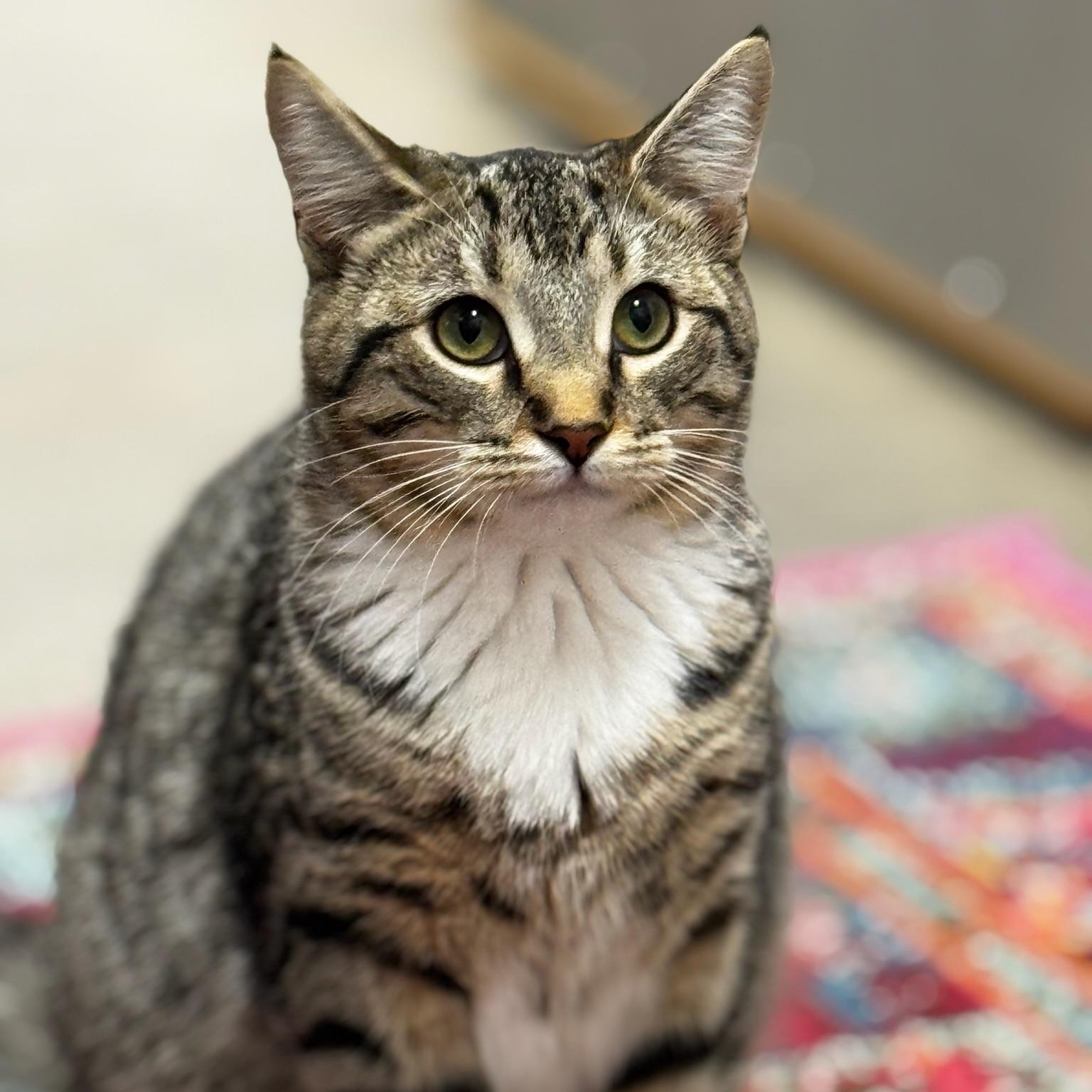 Enlarge Dusk, a Adoptable Domestic Short Hair in Oldsmar, FL image 2/4