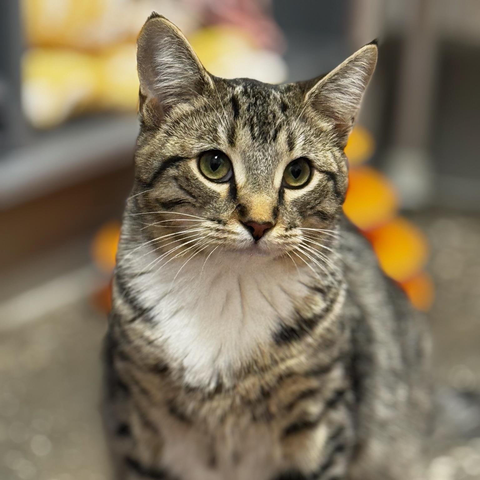 Enlarge Dusk, a Adoptable Domestic Short Hair in Oldsmar, FL image 3/4