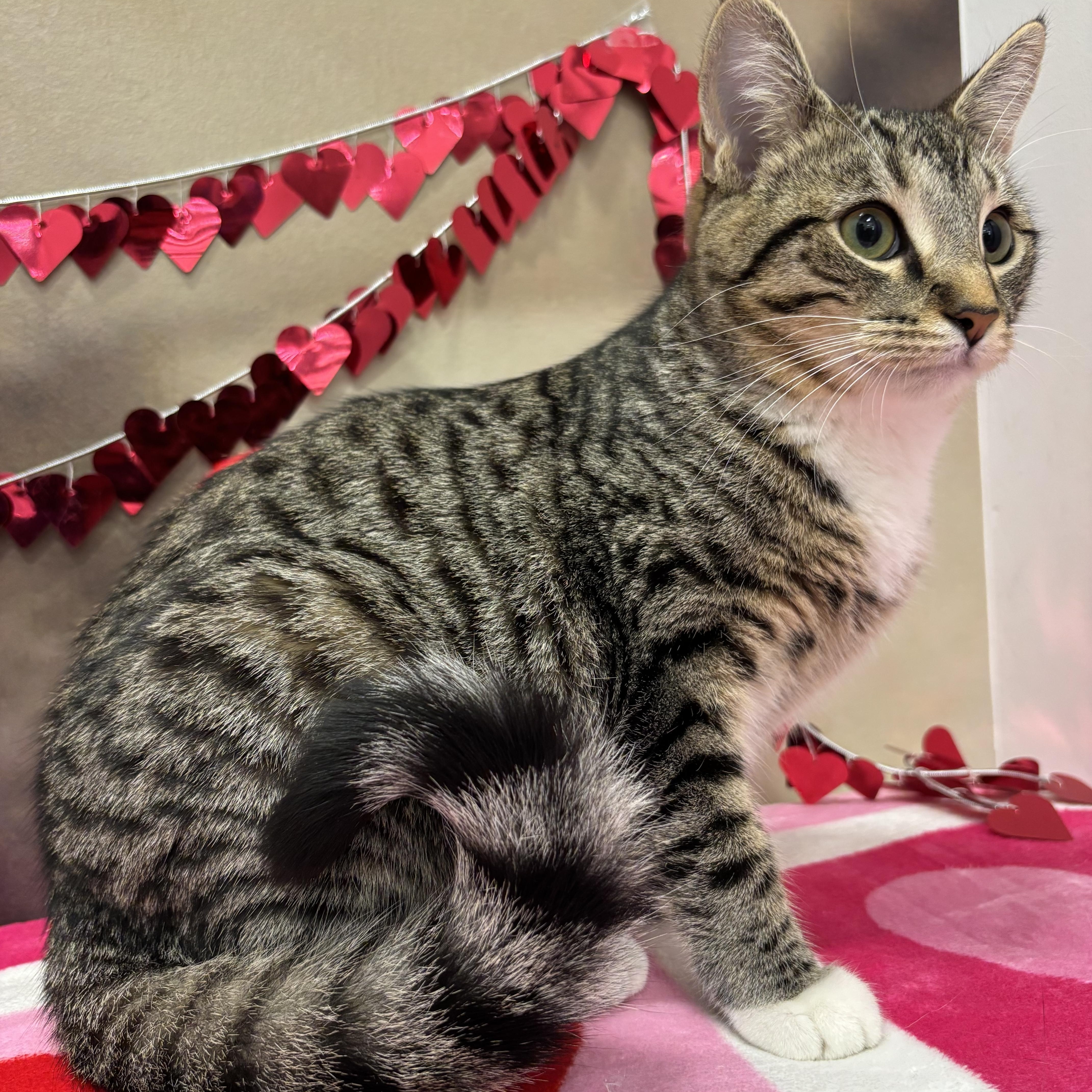 Dusk, Adoptable, Young Female Domestic Short Hair.