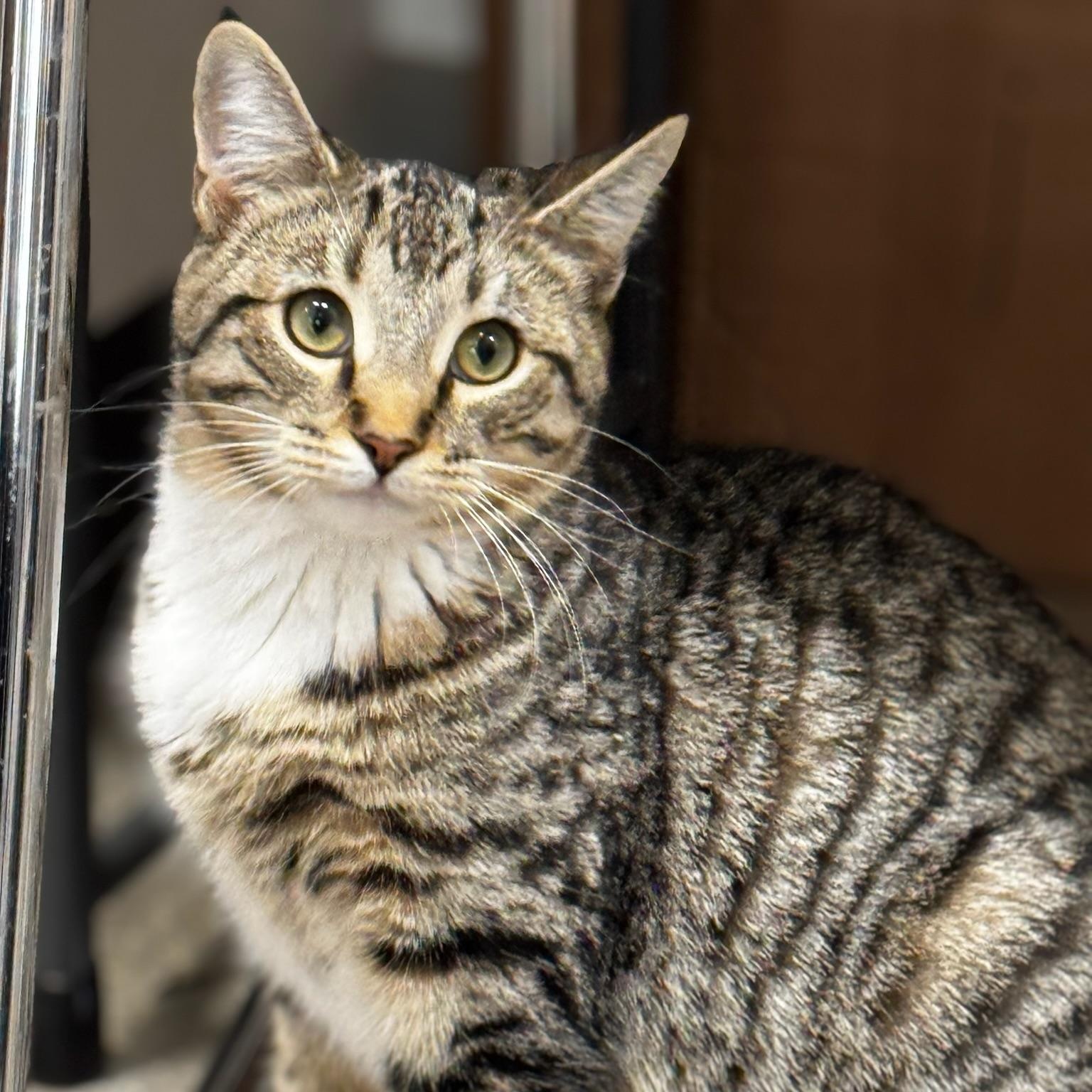 Enlarge Dusk, a Adoptable Domestic Short Hair in Oldsmar, FL image 4/4