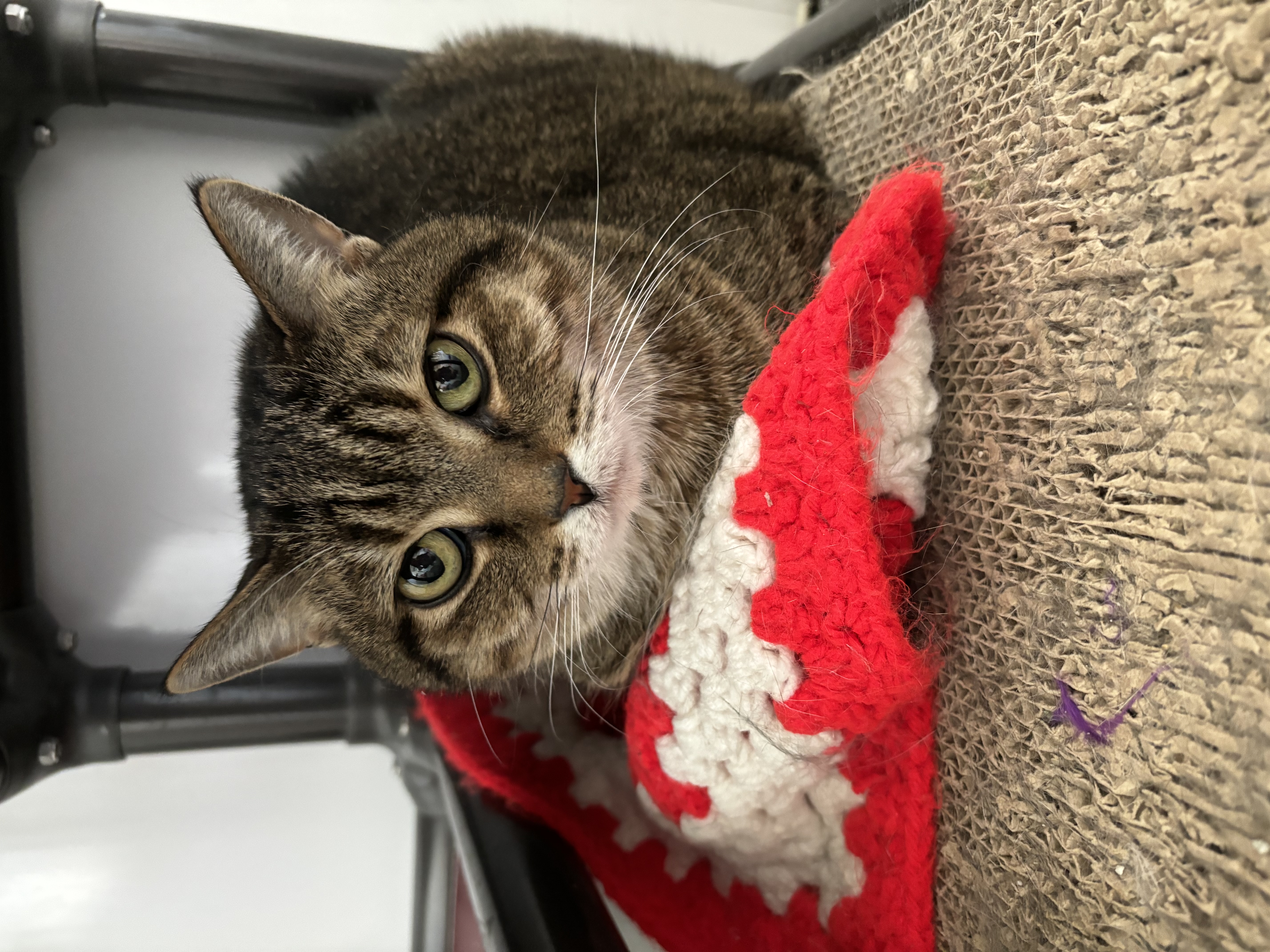 Enlarge Jules, a Adoptable Domestic Short Hair in Richland Center, WI image 3/3