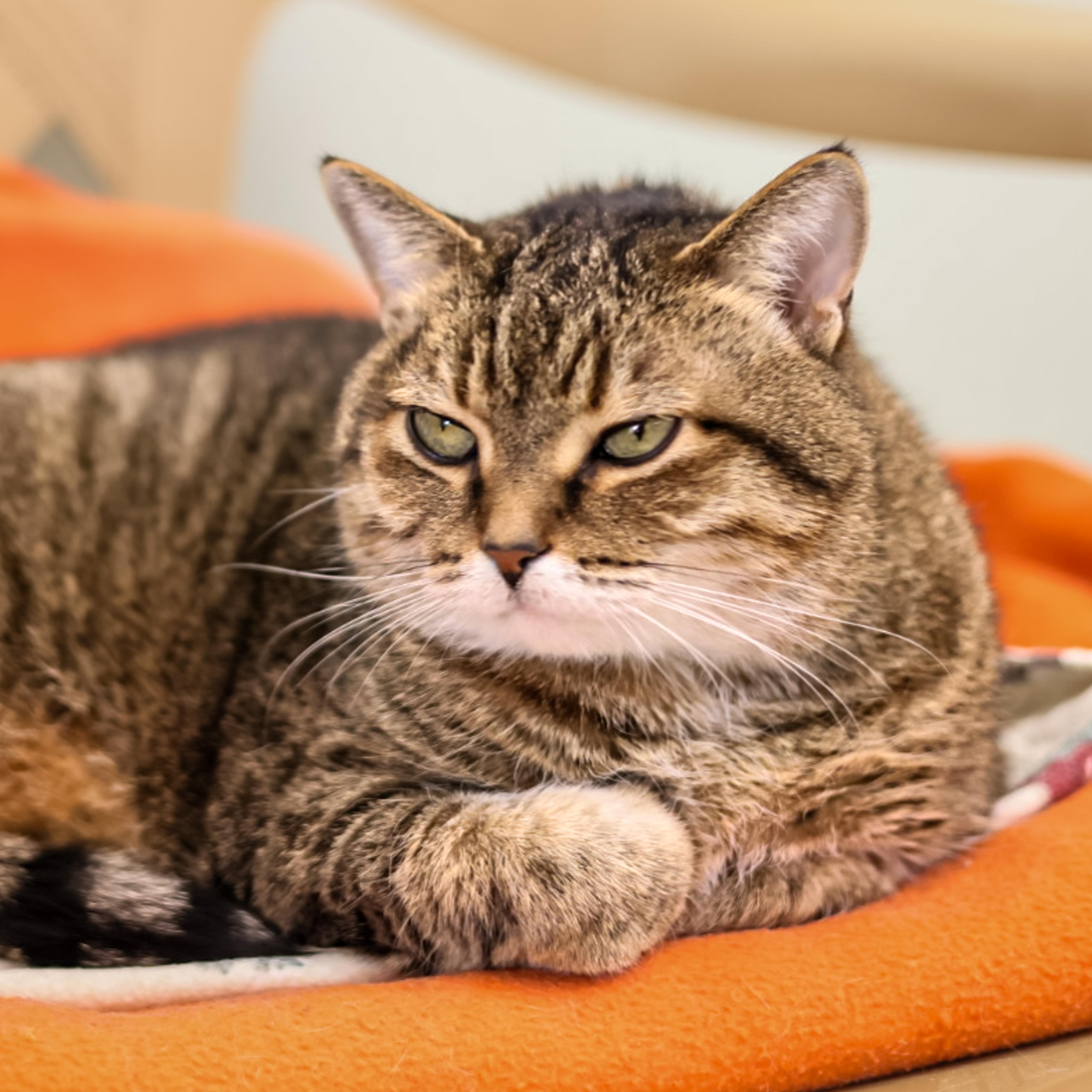 Enlarge Jules, a Adoptable Domestic Short Hair in Richland Center, WI image 2/3