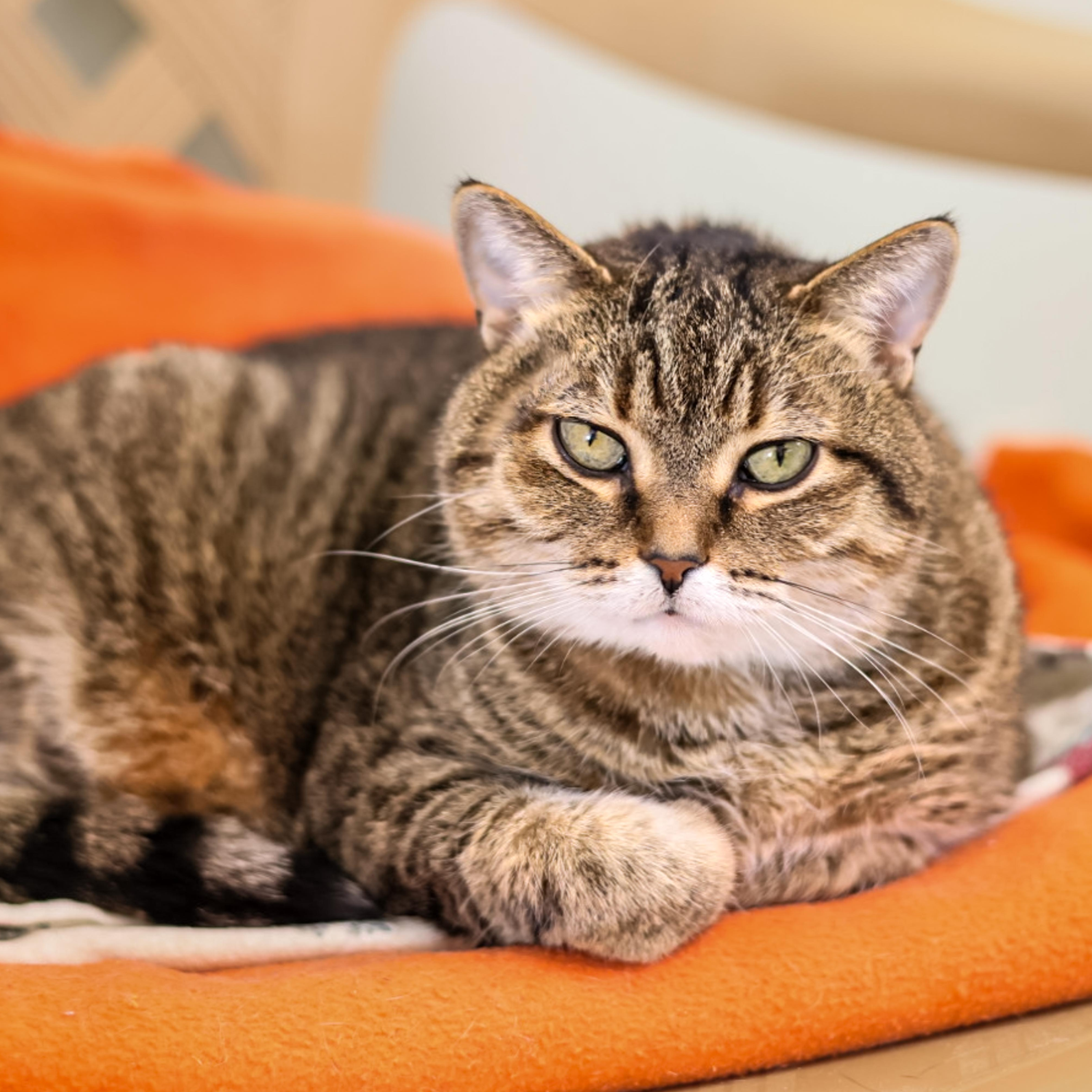Jules, Adoptable, Senior Female Domestic Short Hair.
