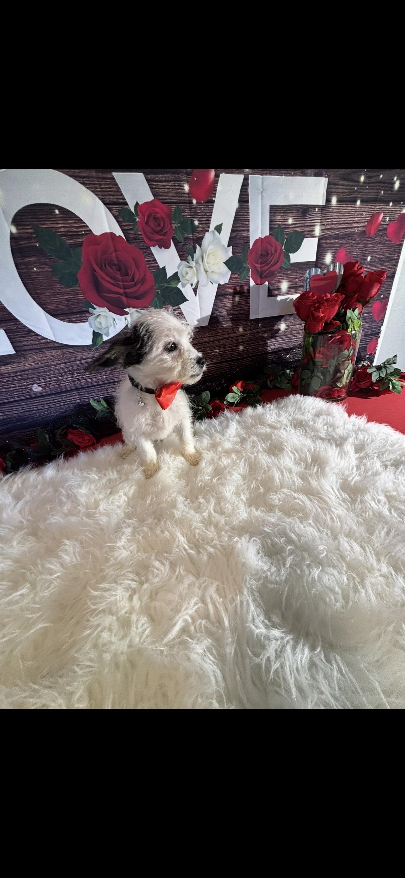 Enlarge  Beau , a ADOPTABLE mixed breed in Cottonwood, CA image 5/6