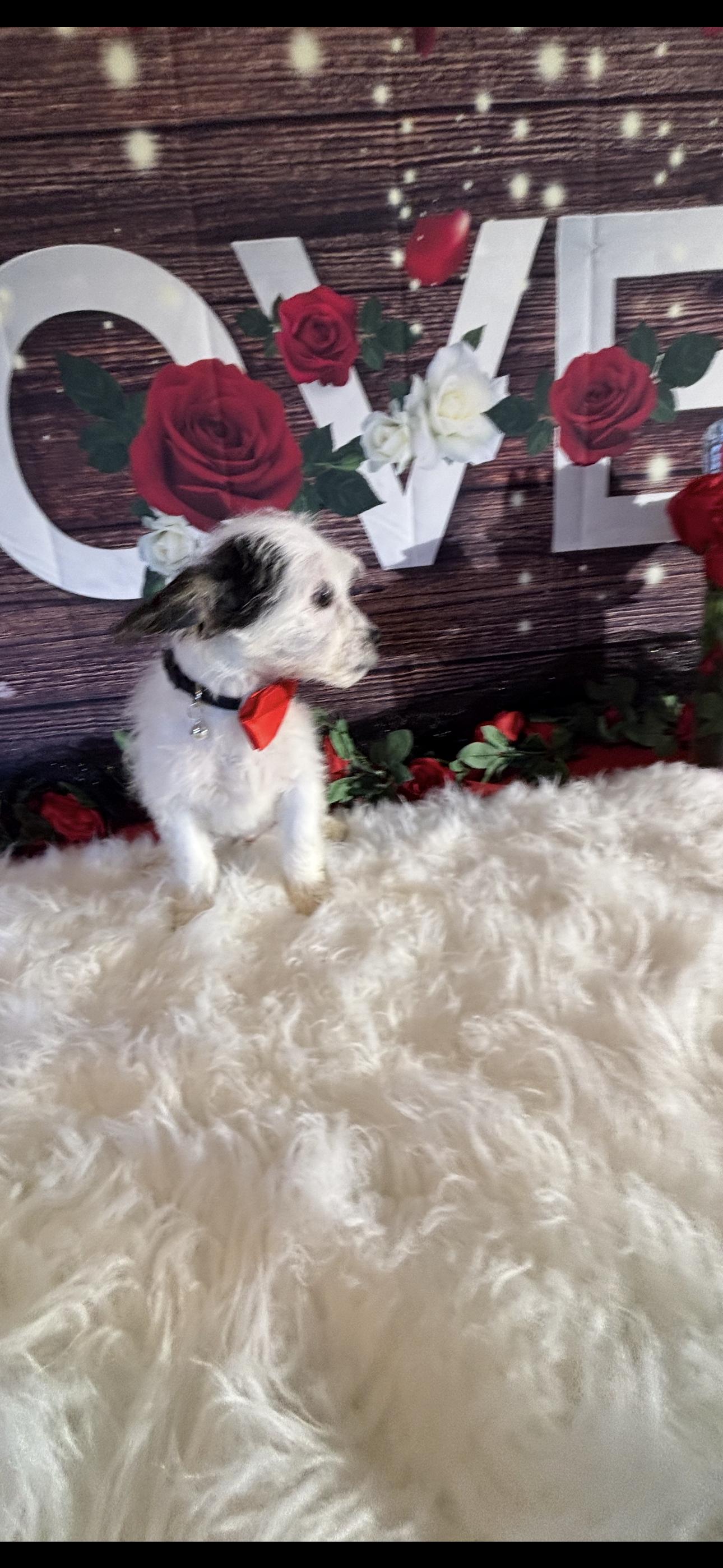 Enlarge  Beau , a ADOPTABLE mixed breed in Cottonwood, CA image 2/6