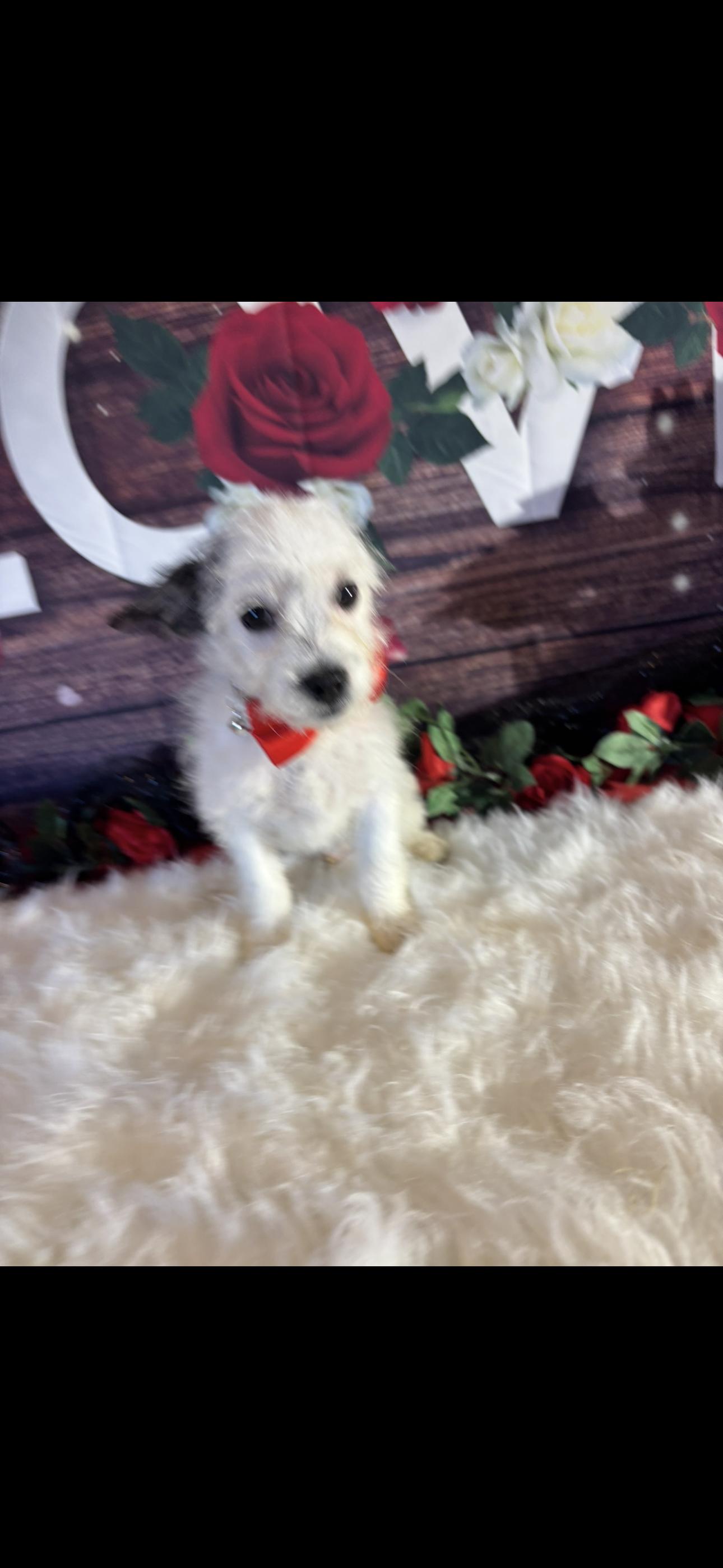 Enlarge  Beau , a ADOPTABLE mixed breed in Cottonwood, CA image 6/6