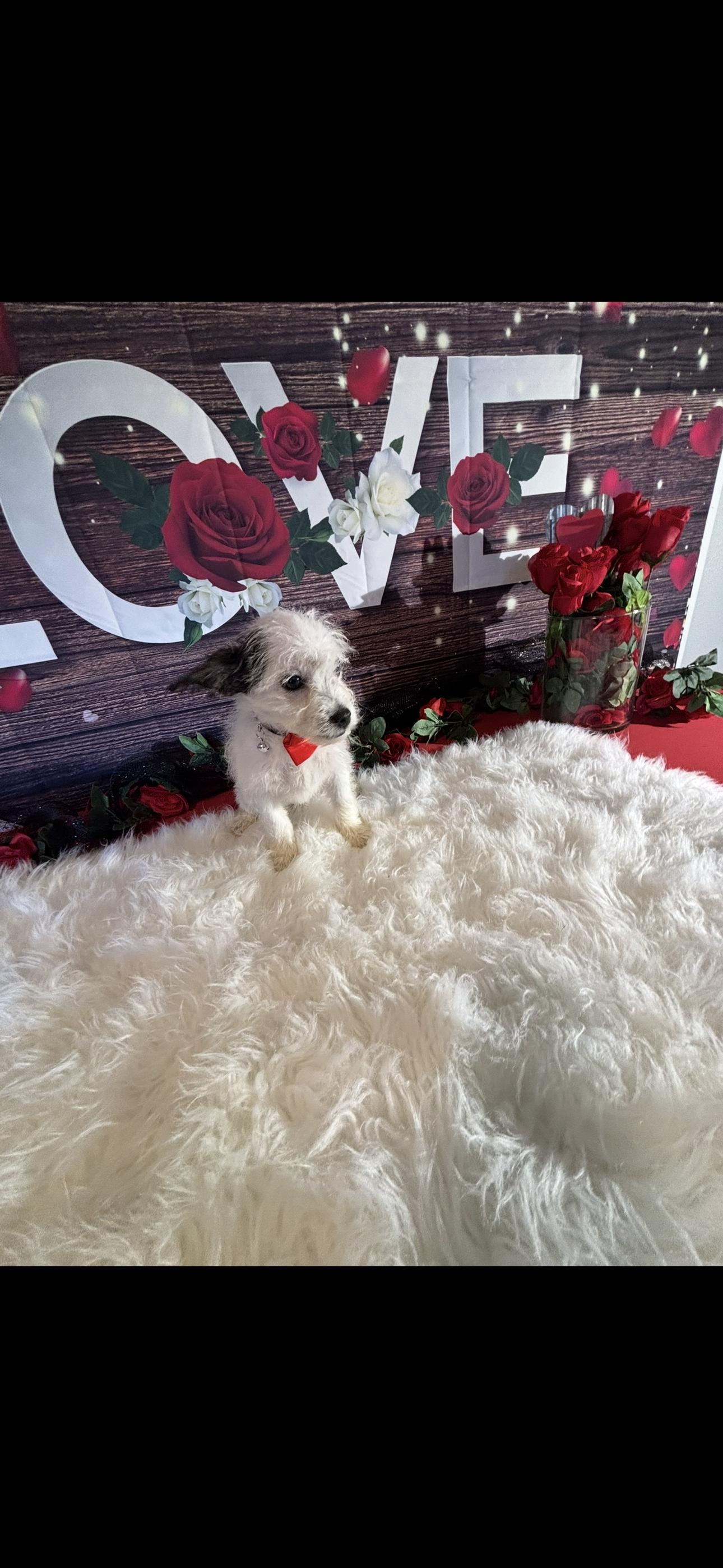  Beau , ADOPTABLE, Puppy Male Yorkshire Terrier & Chihuahua.