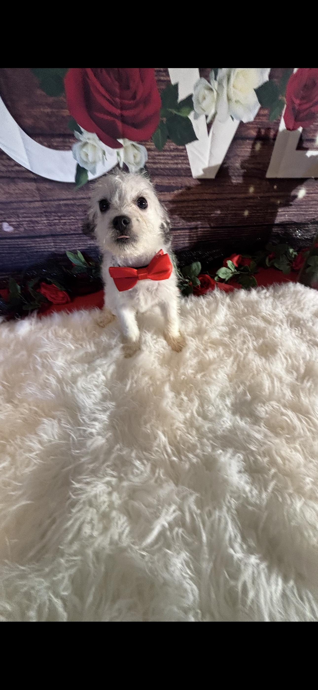 Enlarge  Beau , a ADOPTABLE mixed breed in Cottonwood, CA image 4/6