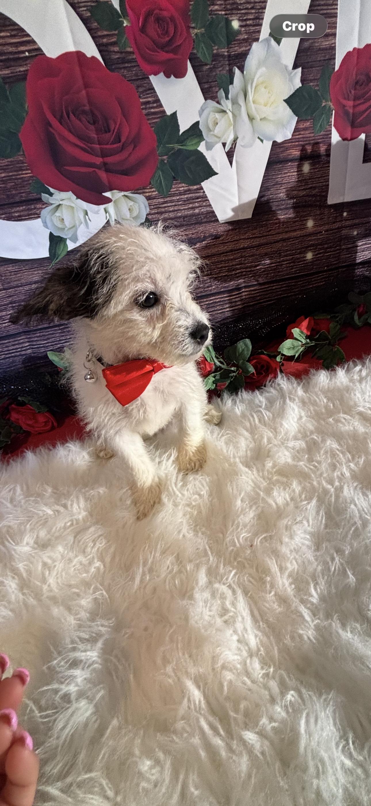 Enlarge  Beau , a ADOPTABLE mixed breed in Cottonwood, CA image 3/6