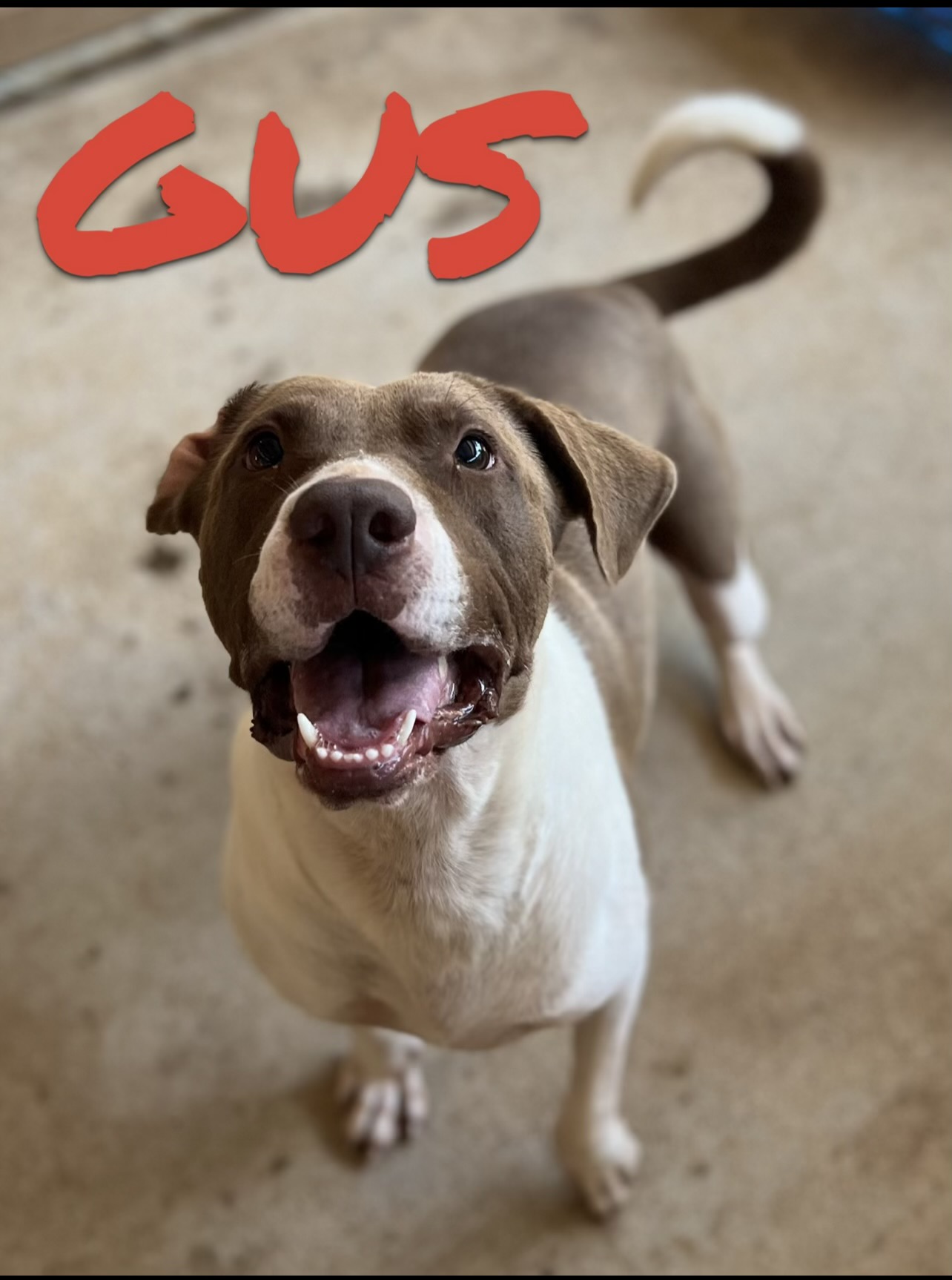 Gus, Adoptable, Adult Male Mixed Breed.