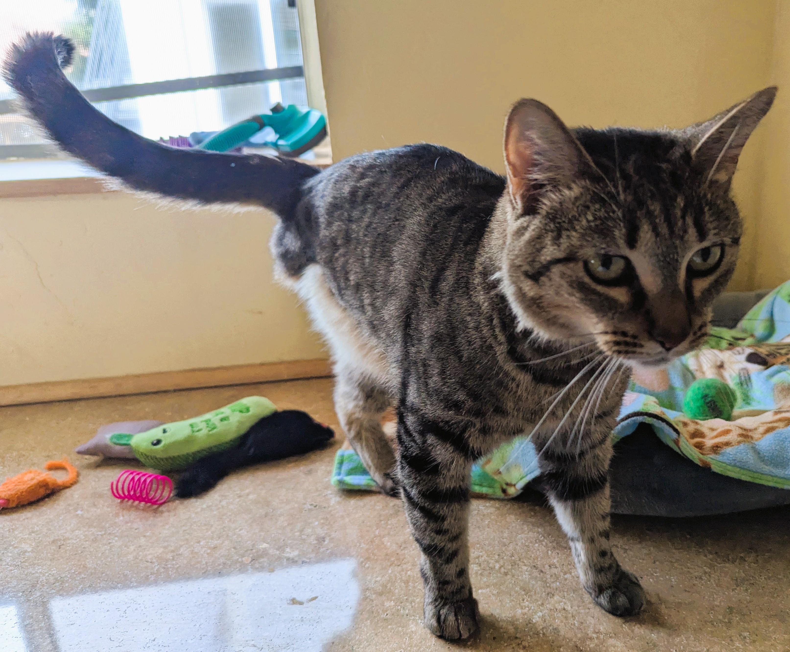 LOLA, a Adoptable Domestic Short Hair in Prescott, AZ image 4/6