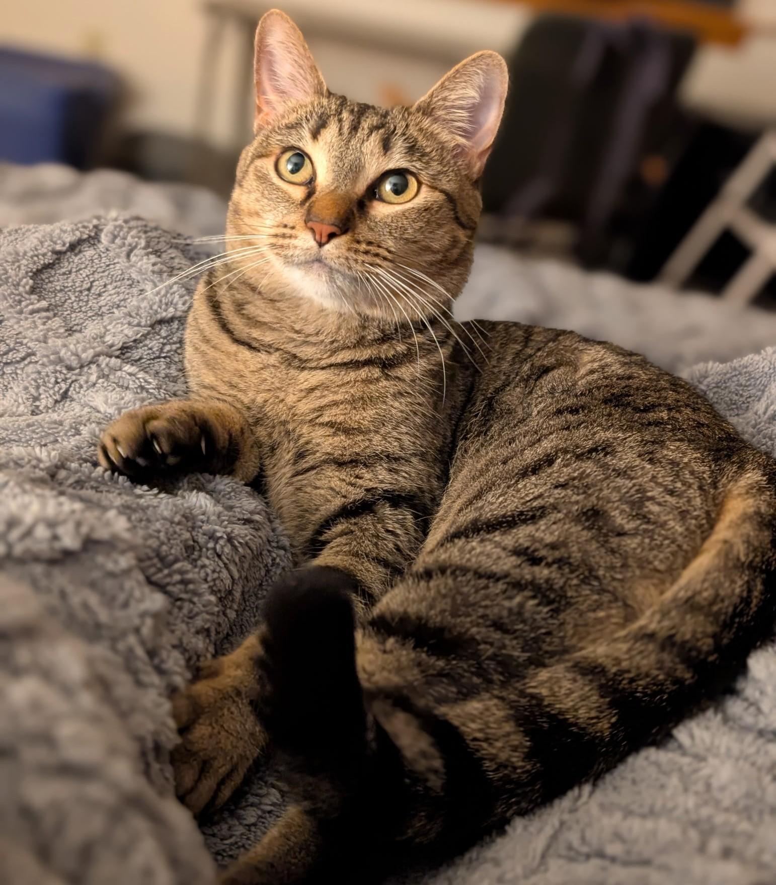 LOLA, a Adoptable Domestic Short Hair in Prescott, AZ image 1/6