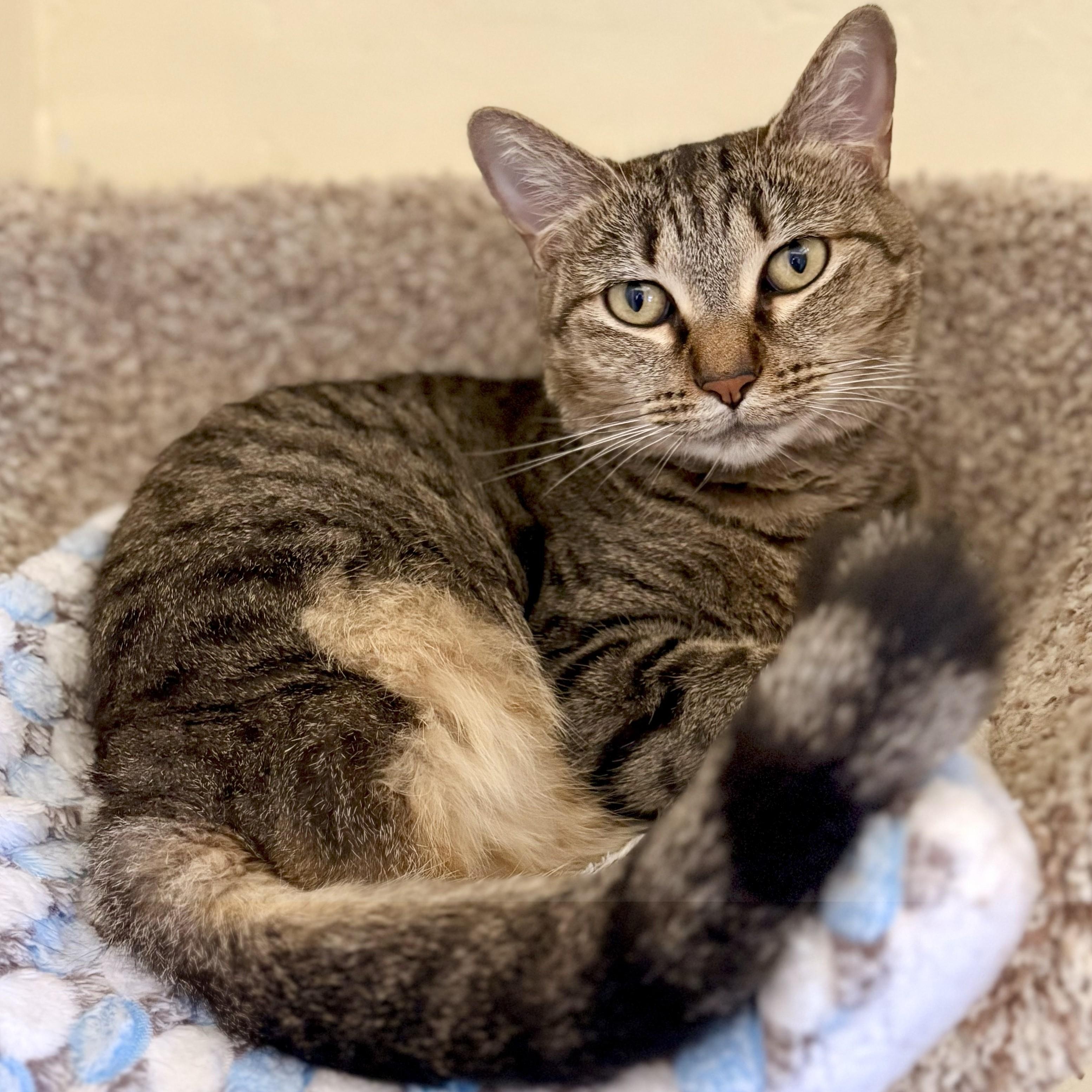 LOLA, a Adoptable Domestic Short Hair in Prescott, AZ image 2/6