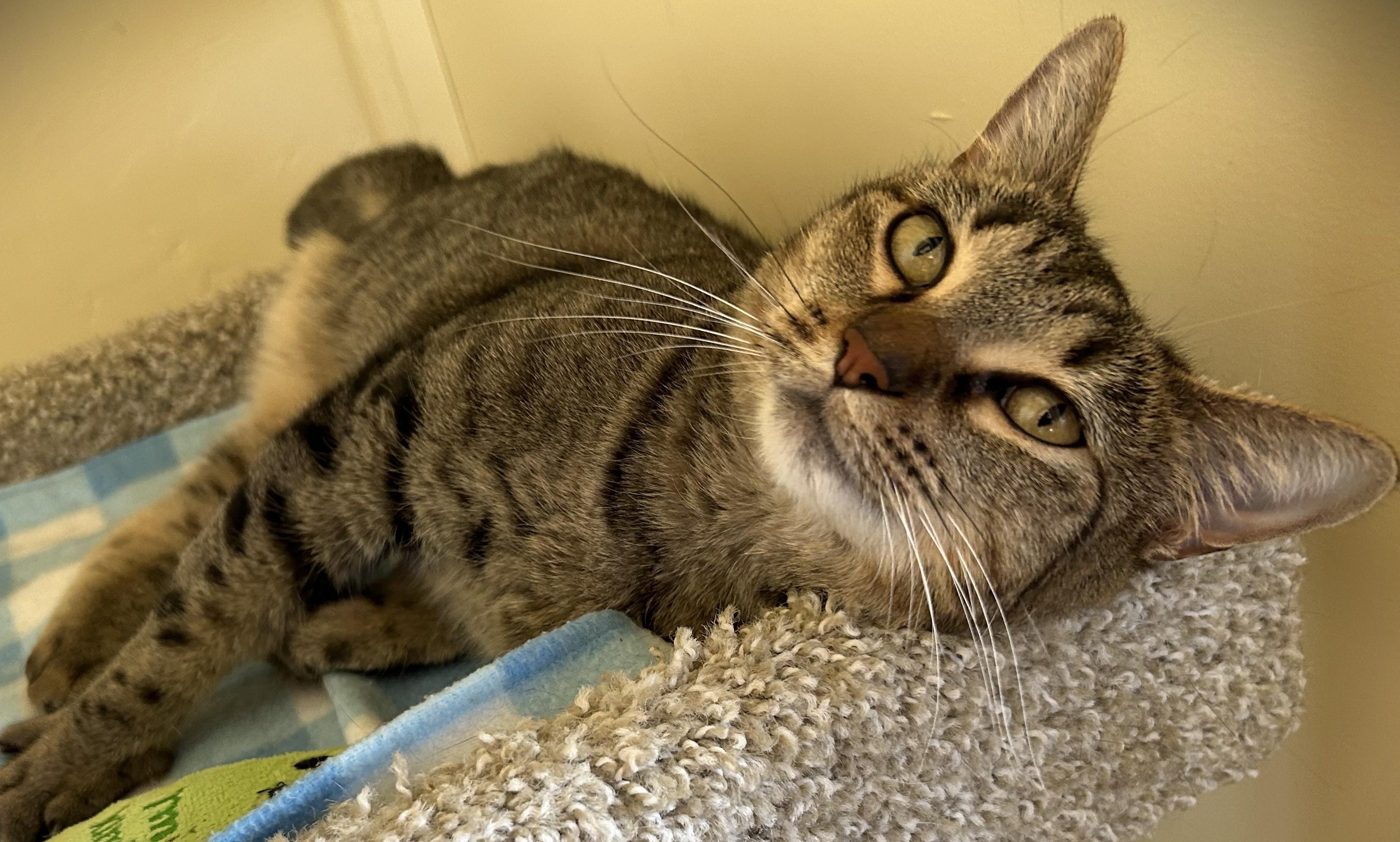 LOLA, a Adoptable Domestic Short Hair in Prescott, AZ image 5/6