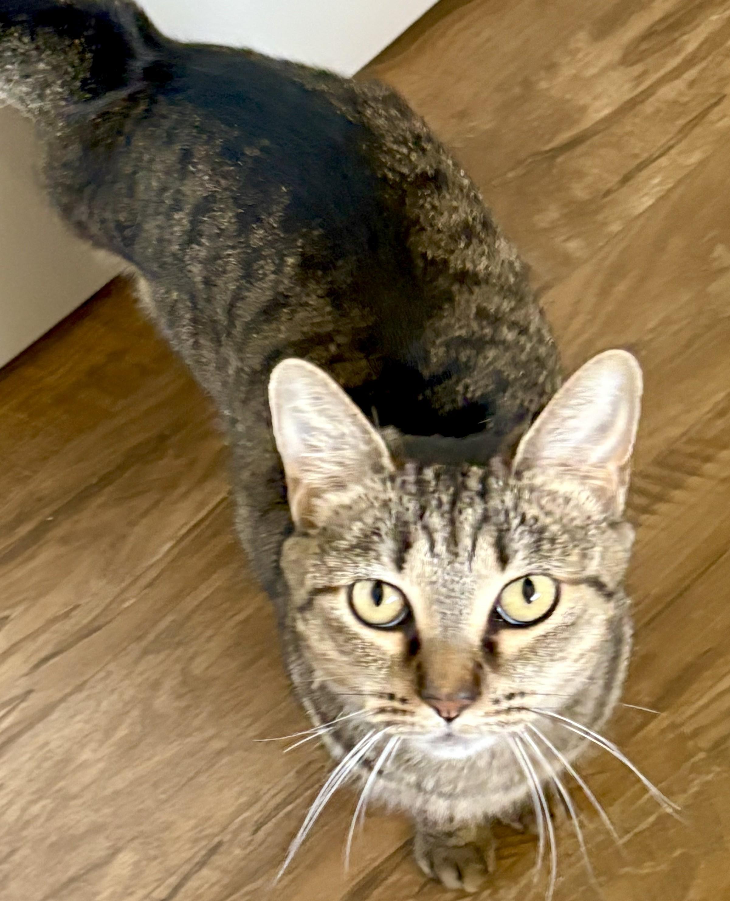 LOLA, a Adoptable Domestic Short Hair in Prescott, AZ image 3/6