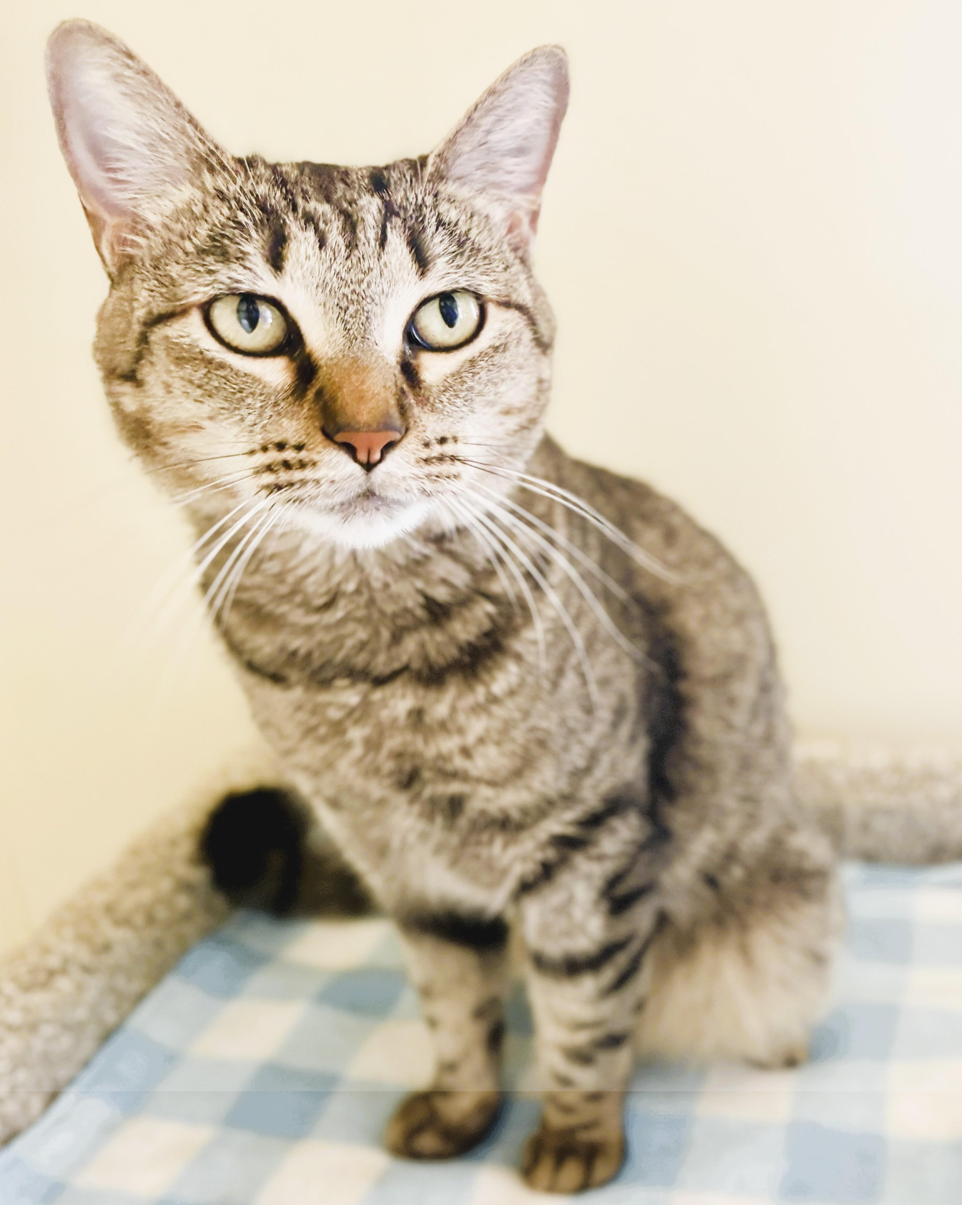 LOLA, a Adoptable Domestic Short Hair in Prescott, AZ image 6/6