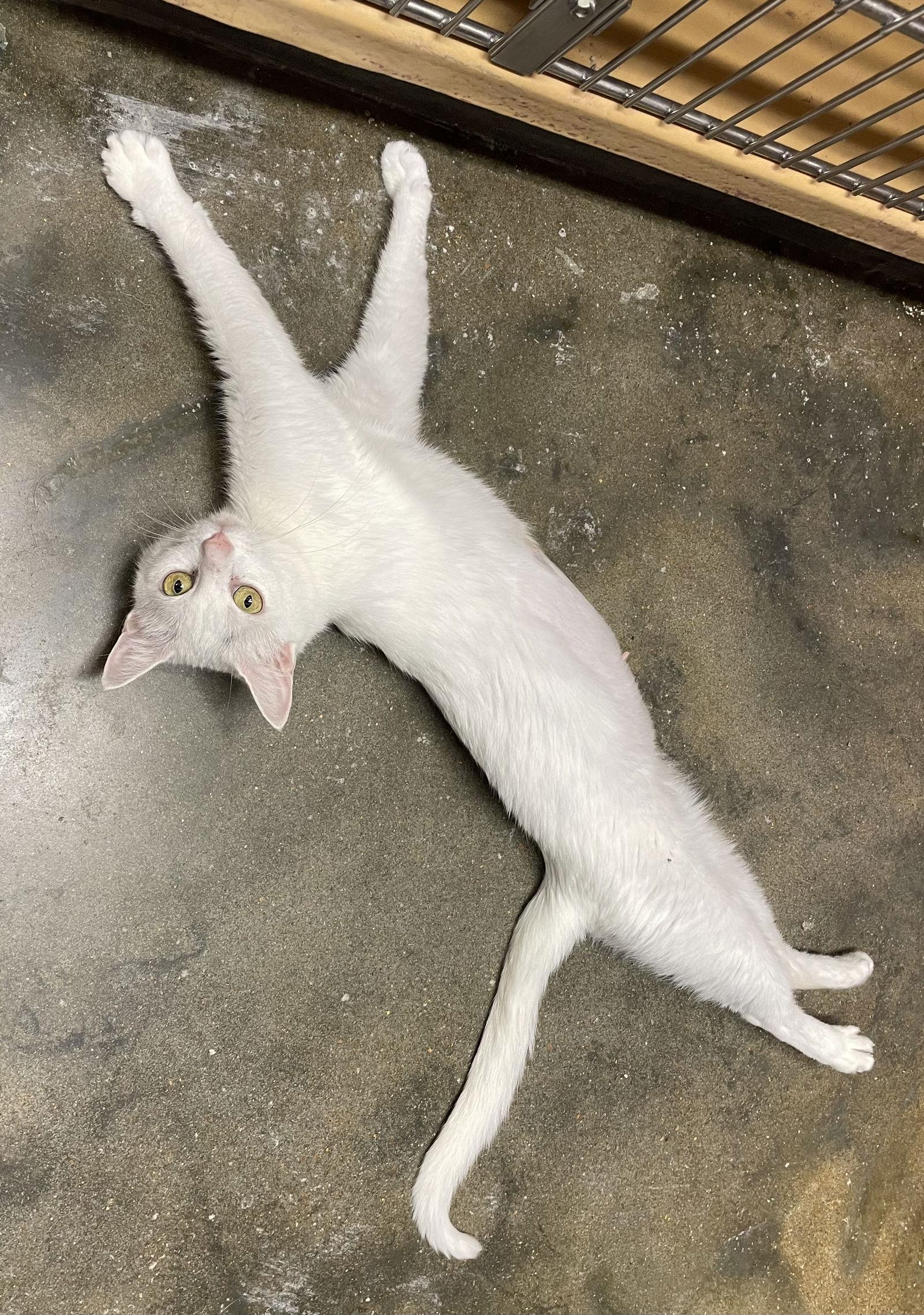 Enlarge Lana, a Adoptable Domestic Short Hair in Oxford, MS image 1/3