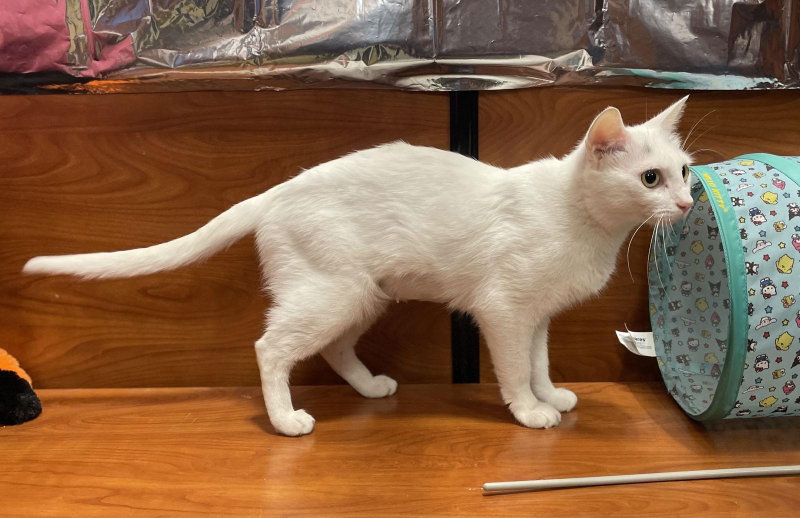 Enlarge Lana, a Adoptable Domestic Short Hair in Oxford, MS image 2/3